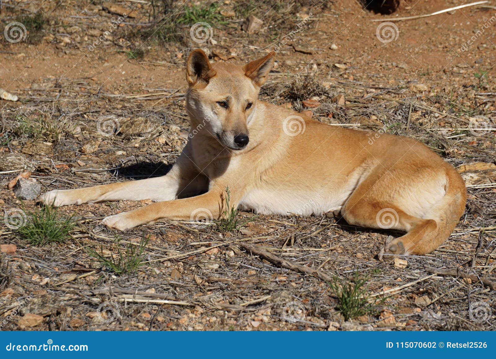 A Dingo in Australia stock photo Image of soaring enjoying Biology Diagrams