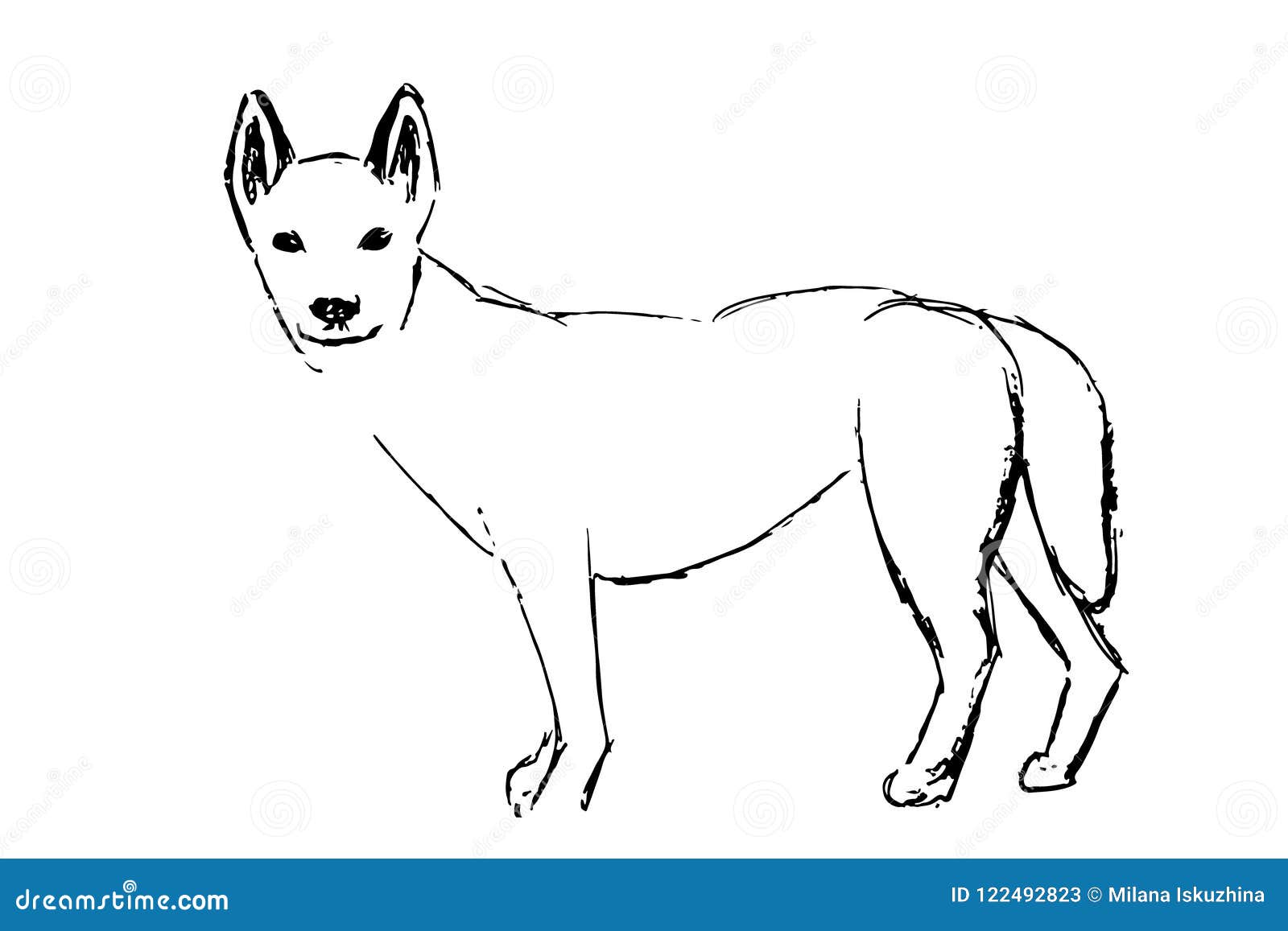 Собака динго распечатать. Собака Динго нарисовать. Австралия Бинго собака. Собака Динго рисунок. Динго раскраска.