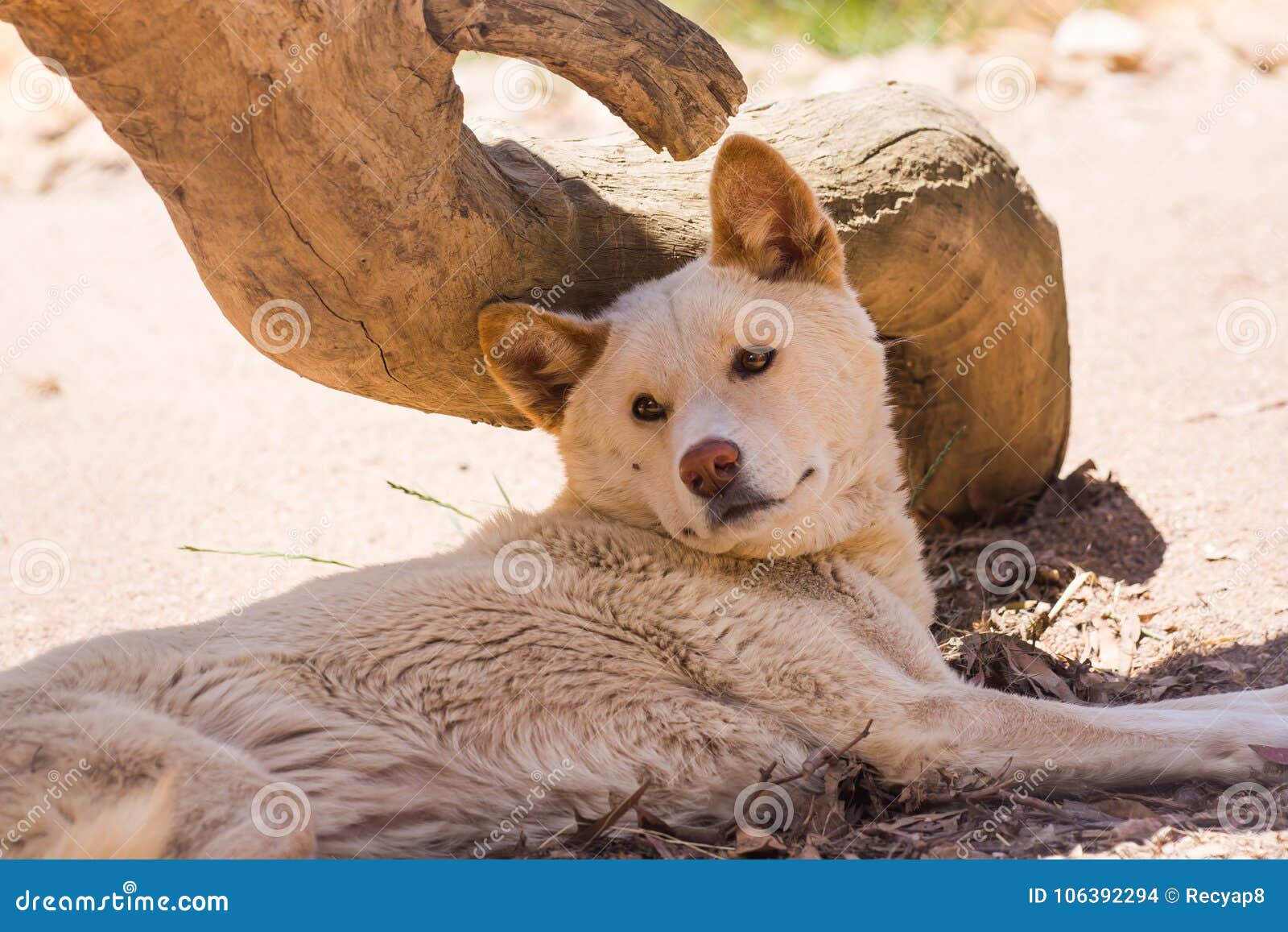 Native dingo dogs stock photo. Image of portrait, australian 106392294