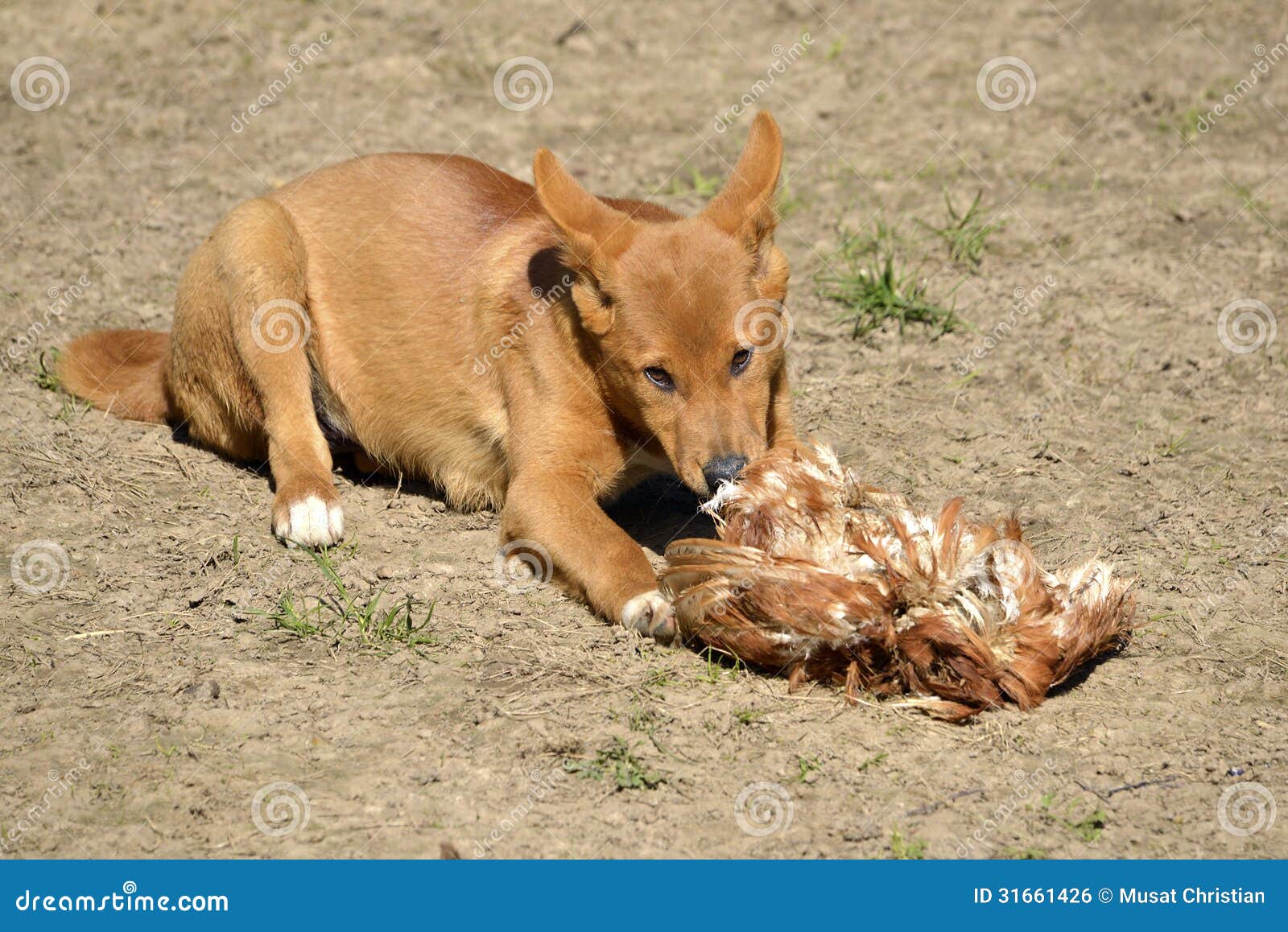 dingo eating fowl