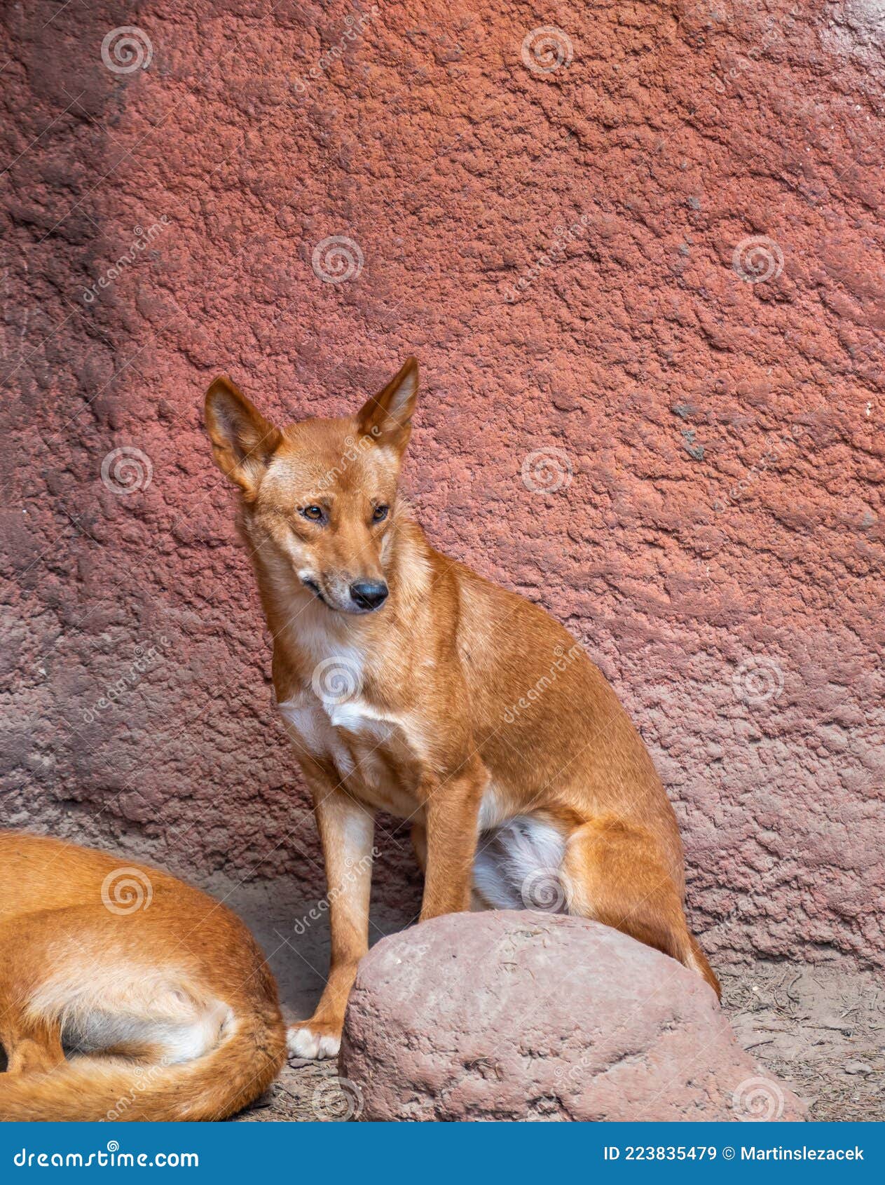 Dingo Hund Latein Name Canis Lupus Dingo Ruht Auf Dem Boden Stockbild -  Bild von japanisch, draussen: 223835479
