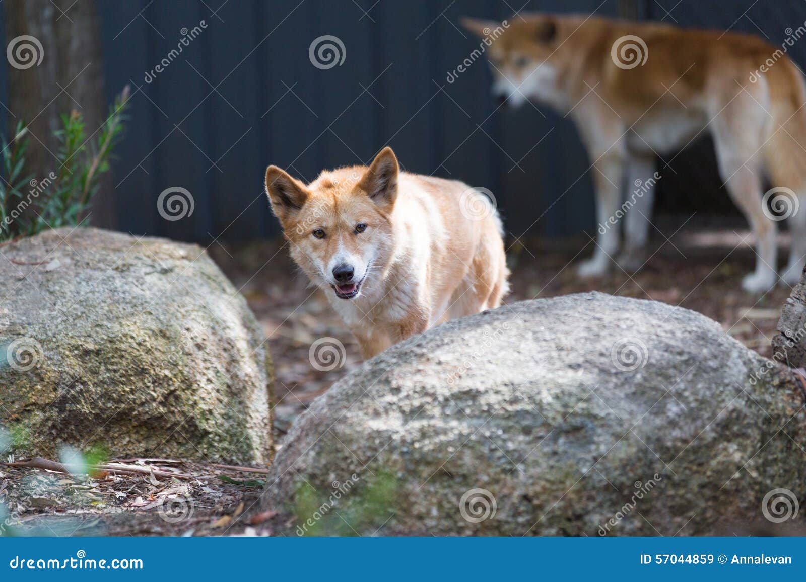 Instrueren Visa tafereel Dingo's in Gevangenschap in Een Wild Het Levenspark in Australië Stock  Afbeelding - Image of groen, lichaam: 57044859