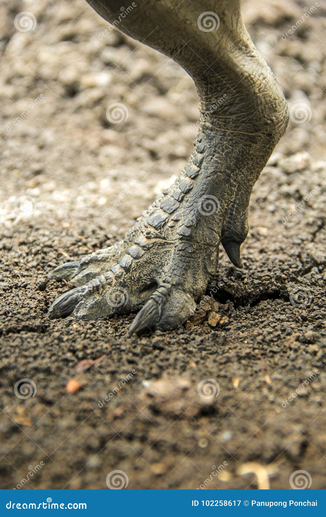 dinosaur feet walking