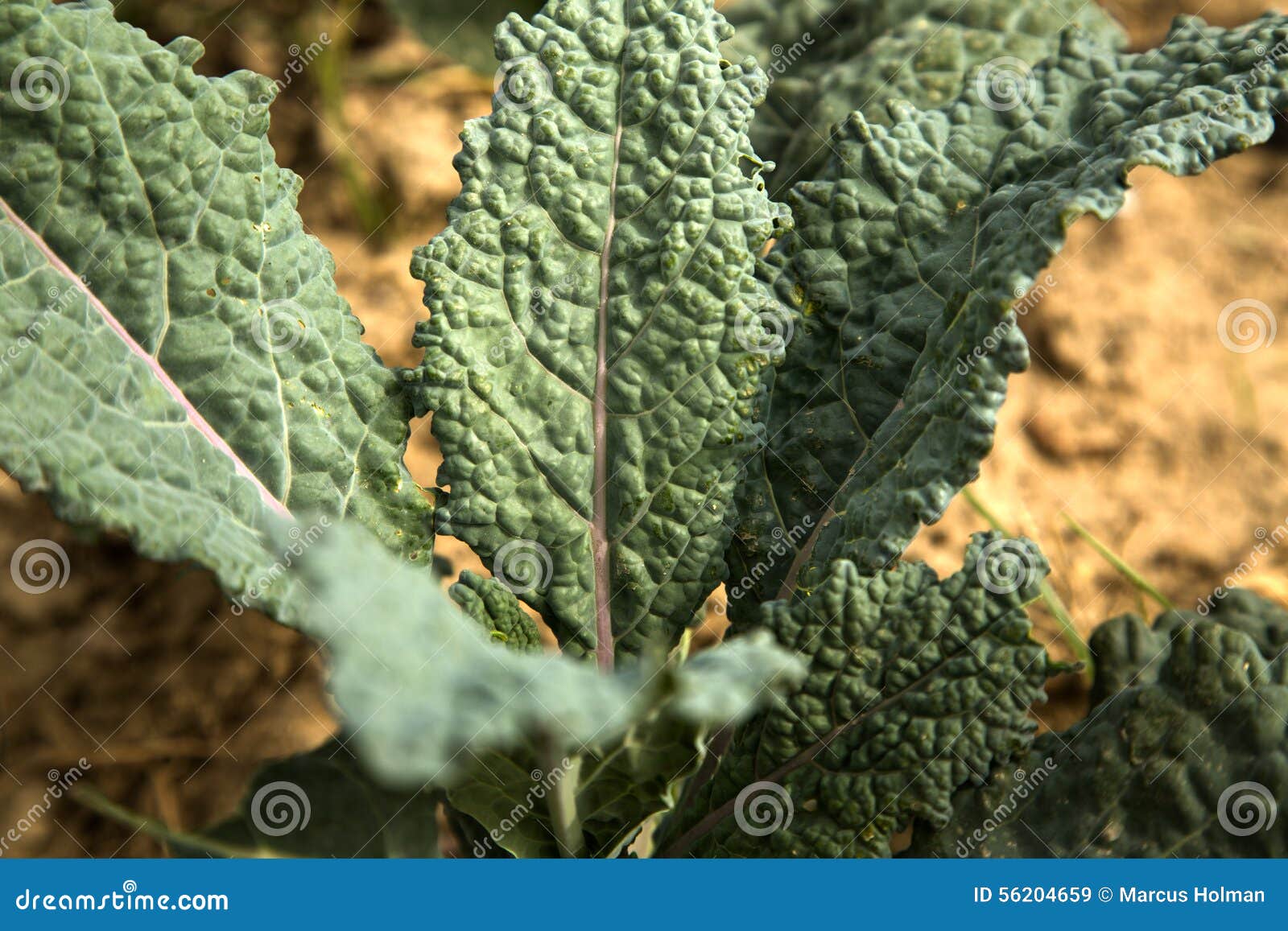 Dinosaur Kale stock image. Image of field, farmland, environment 56204659