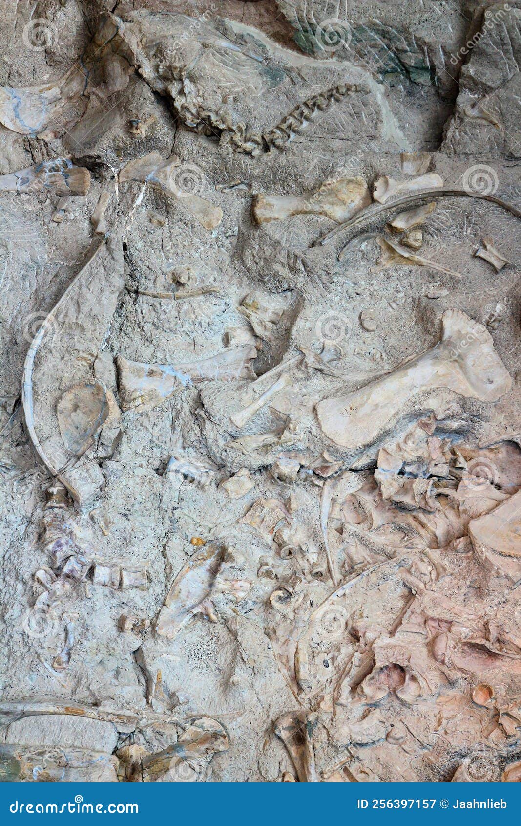 dinosaur national monument, bones at the fossil bone quarry, utah