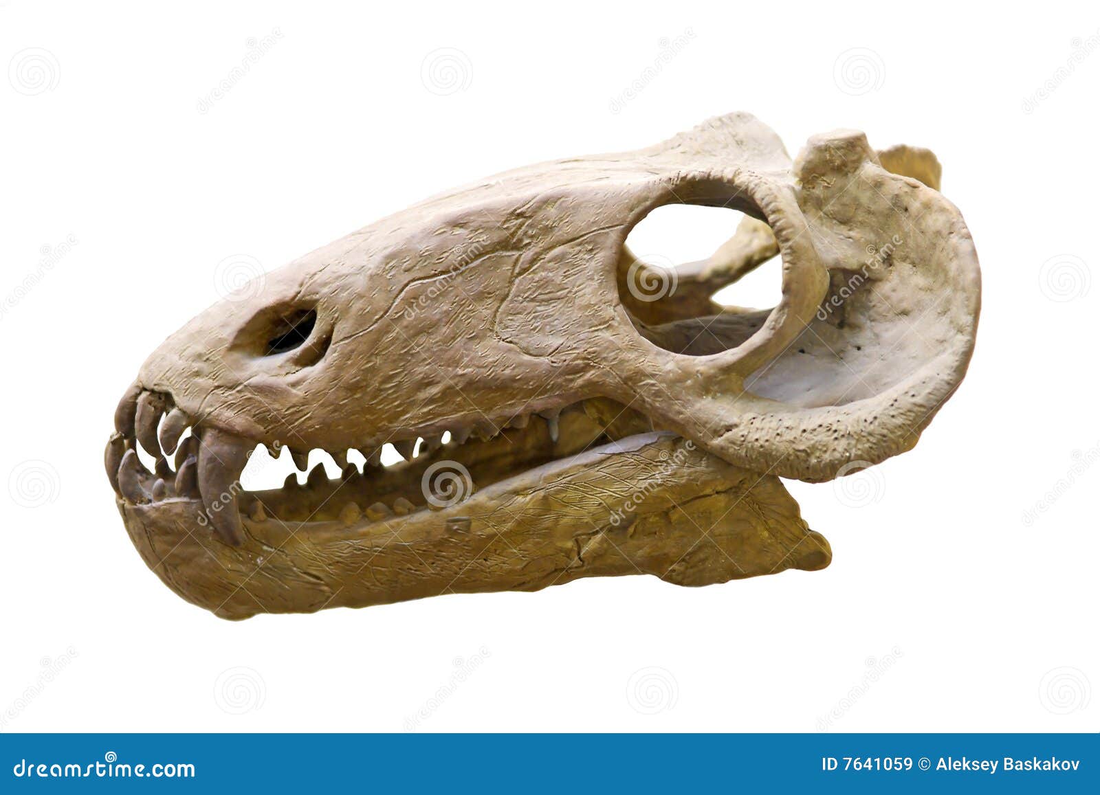 Dinosaur skull stock image. Image of ancient, nobody, large - 7641059