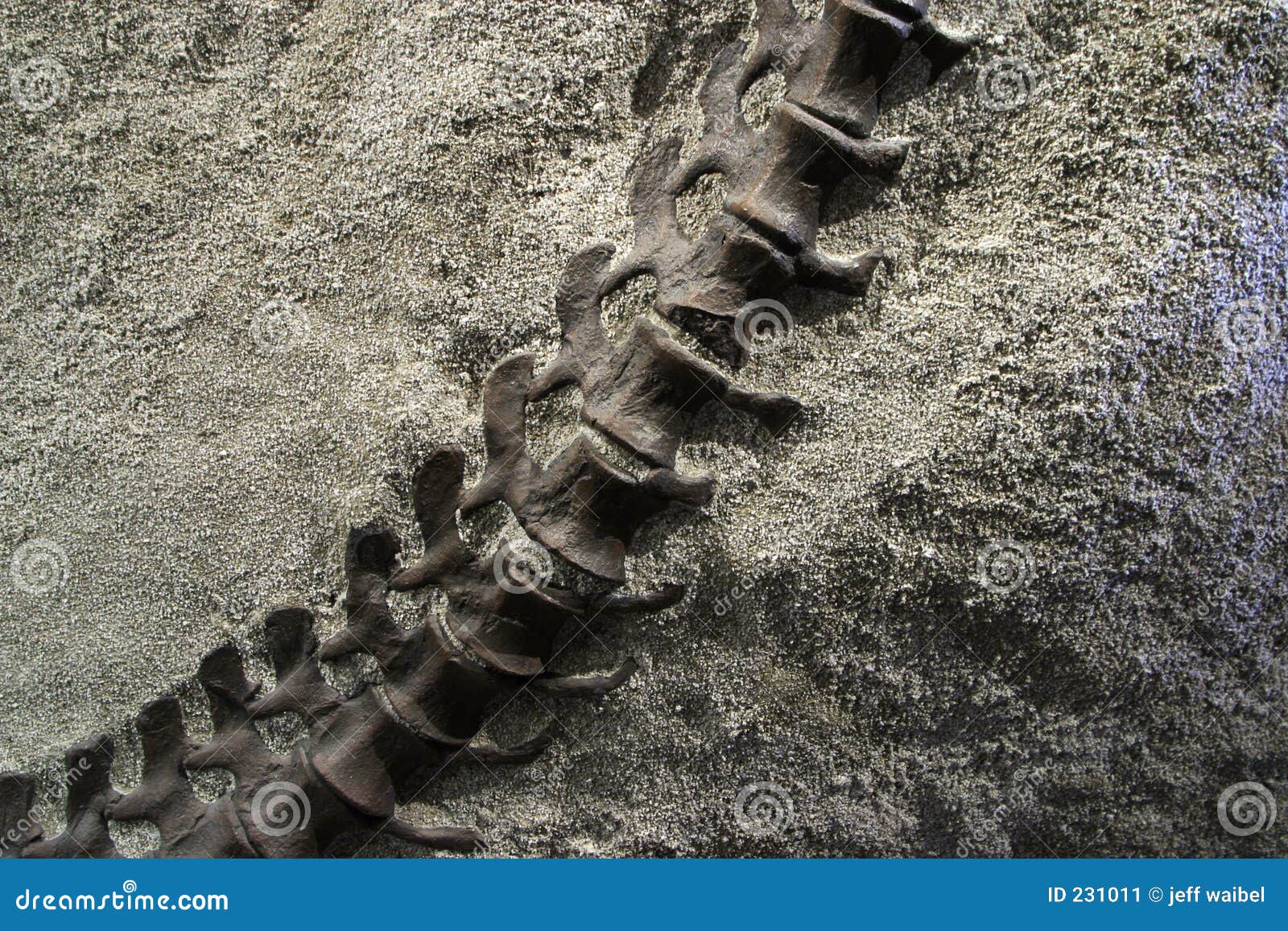 fossilized dinosaur tail