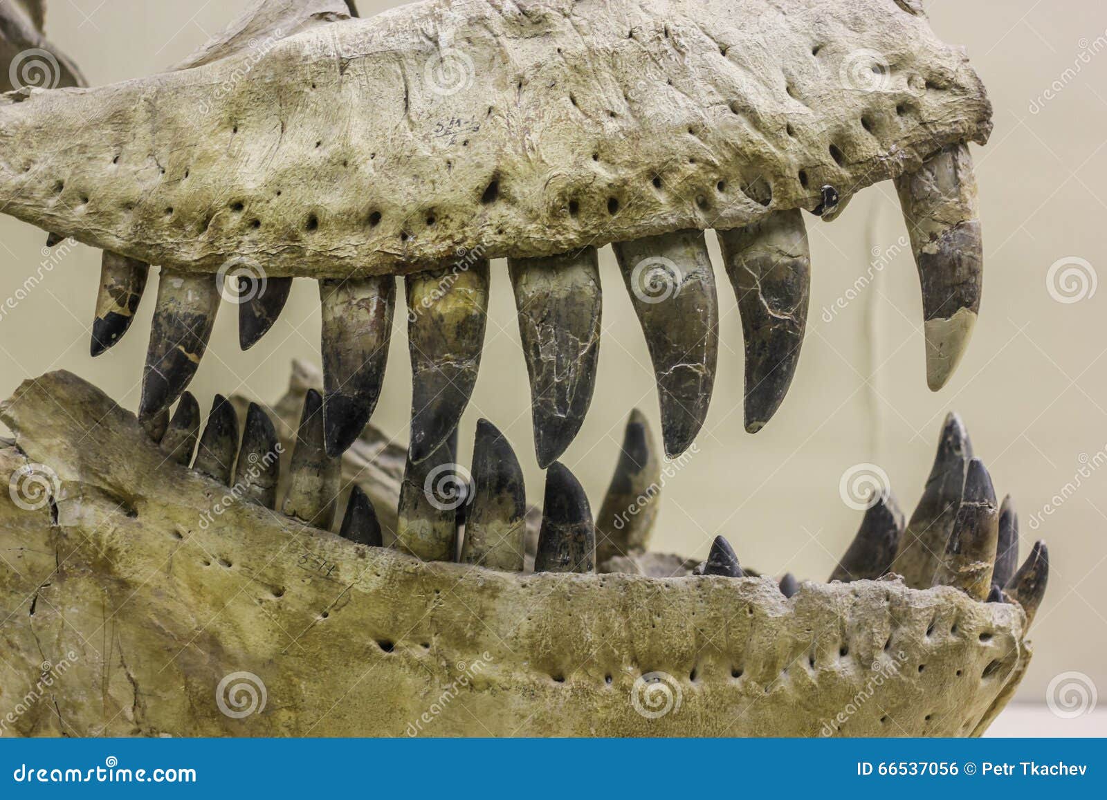Dinosaur Teeth Identification dinosaur-teeth-identification
