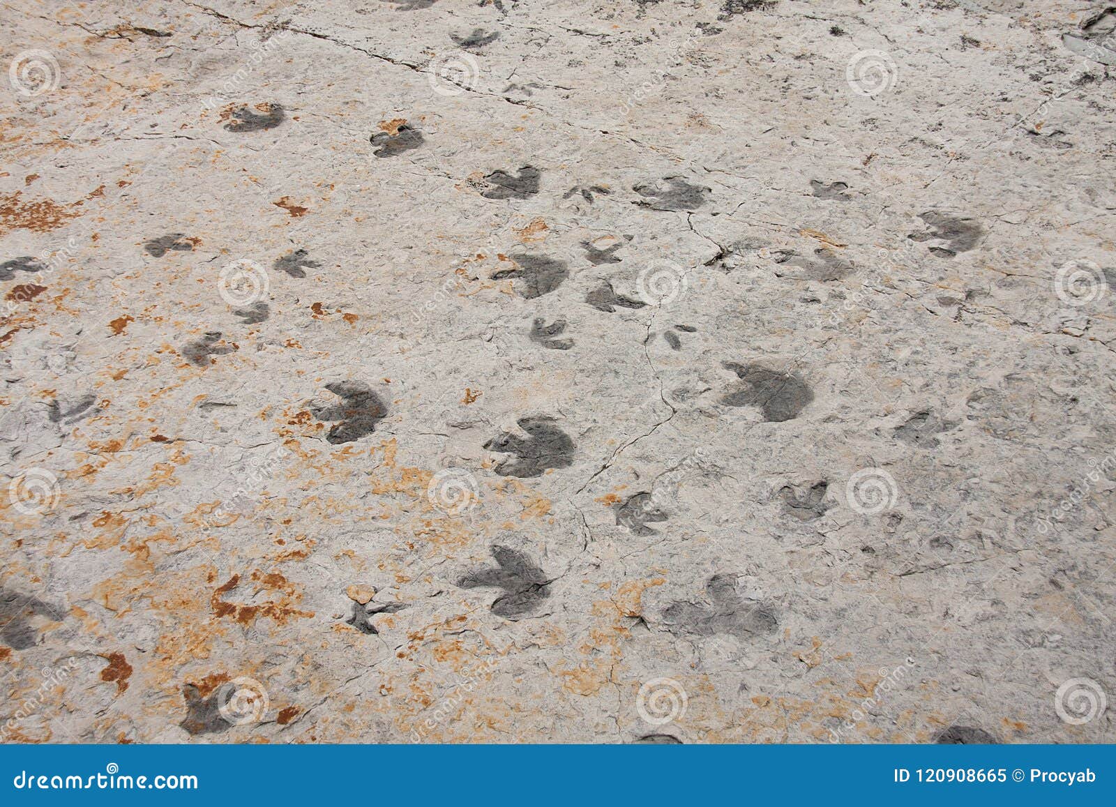 dinosaur footprints trackway