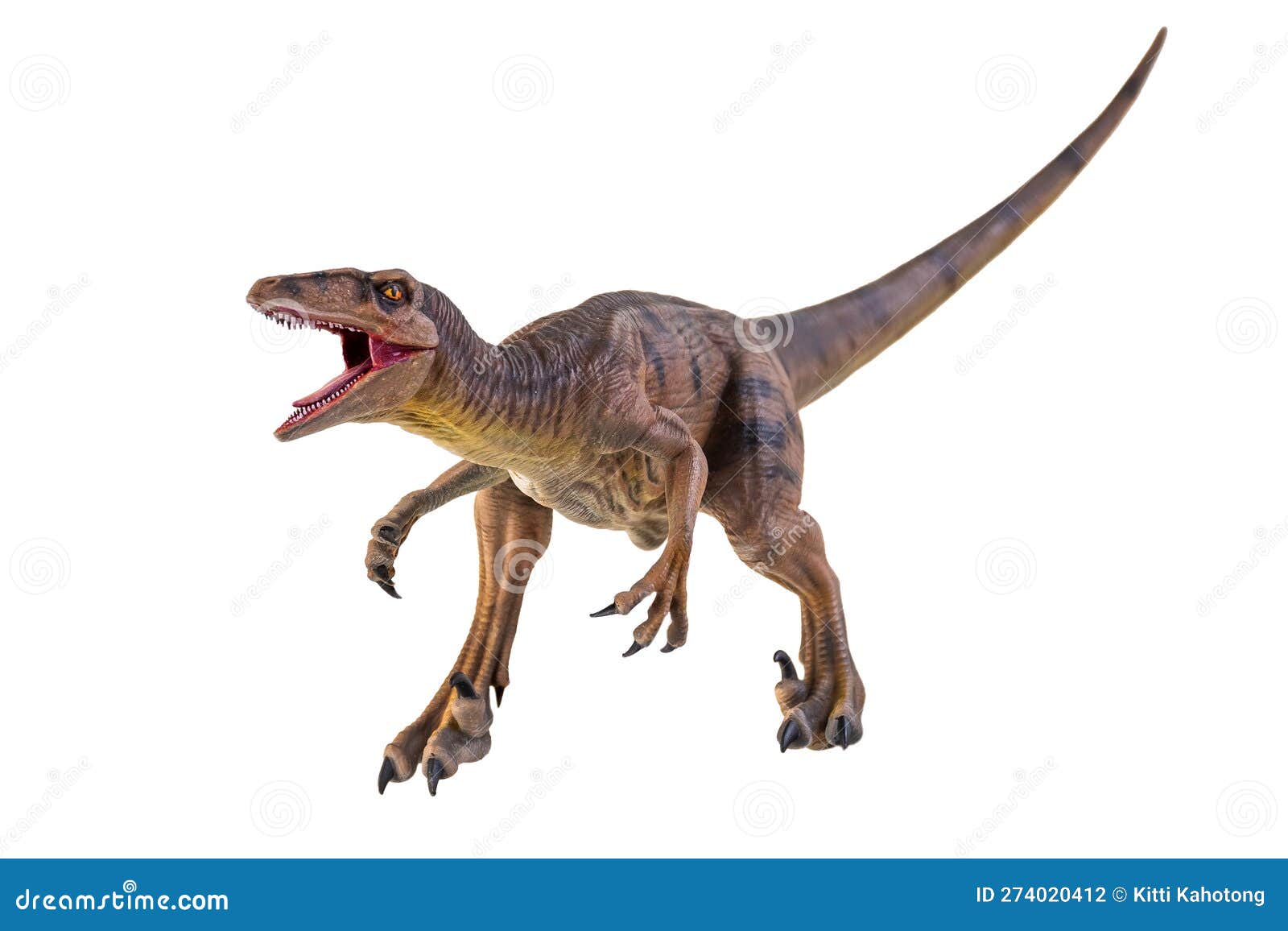 Dinosaur , Velociraptor Isolated Background Stock Photo Image of