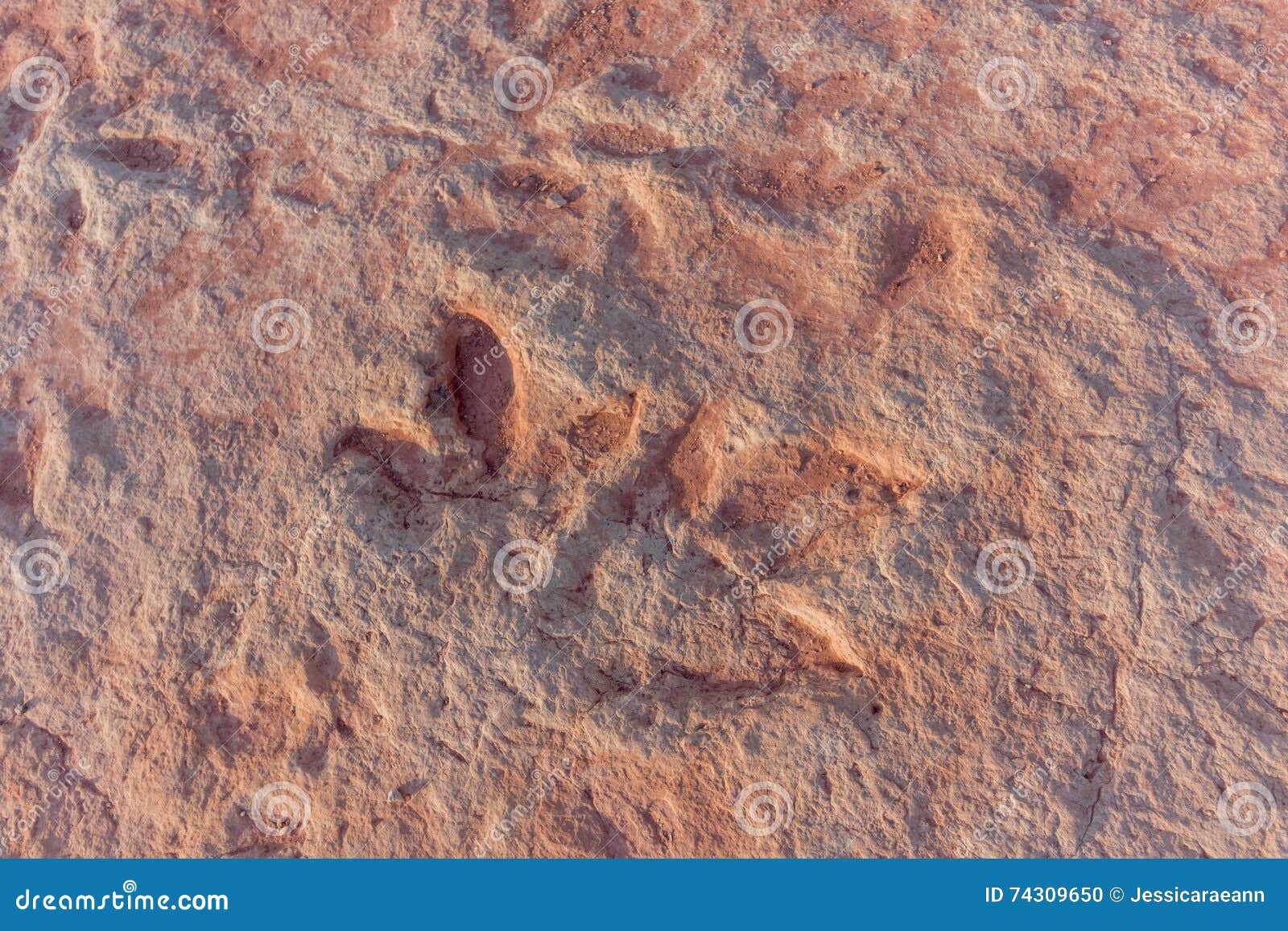 Dinosaurs footprints stock photo. Image of foot, prints - 74309650