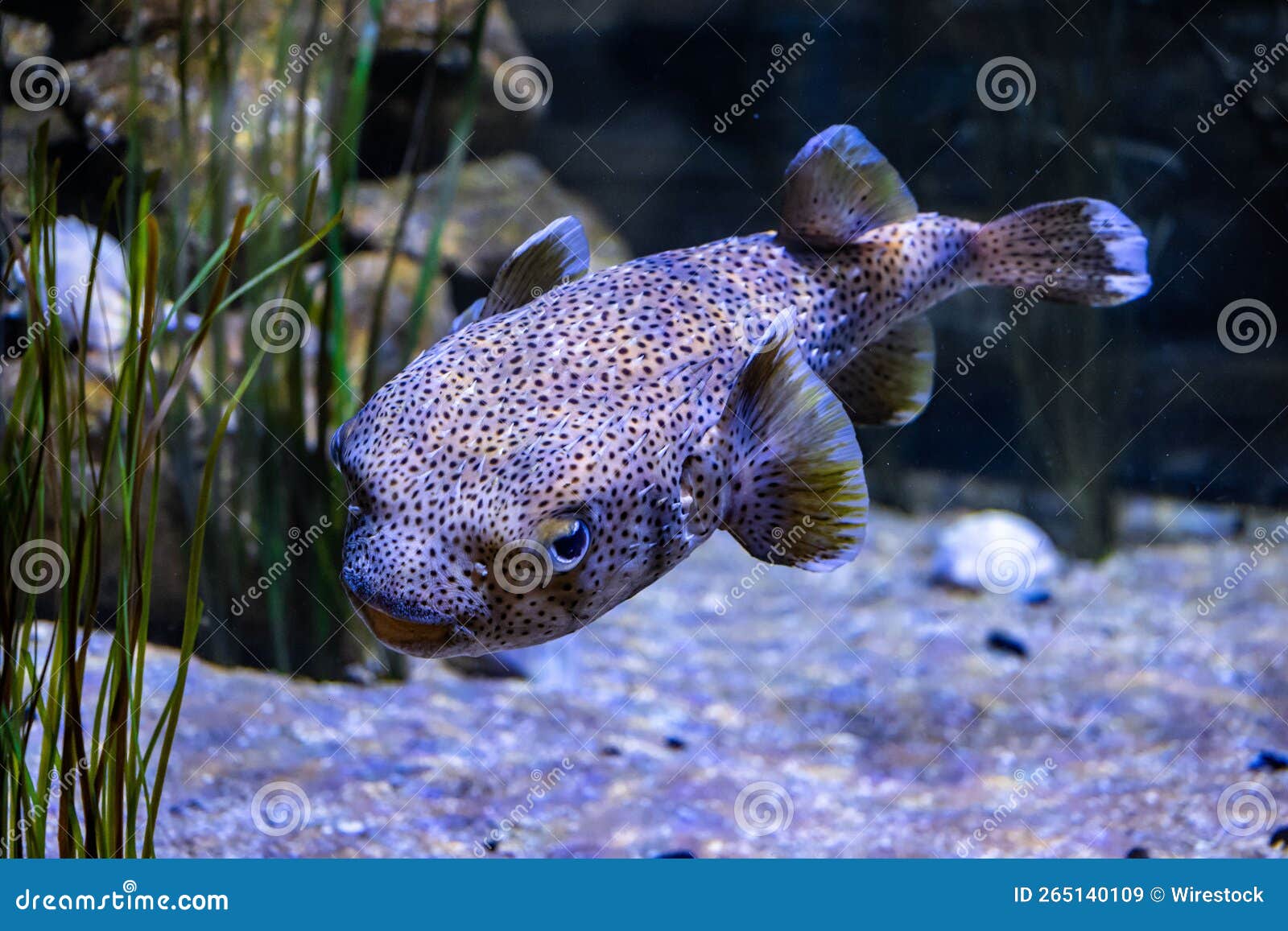 Diodon Fish at the Outer Banks NC Stock Image Image of diodon