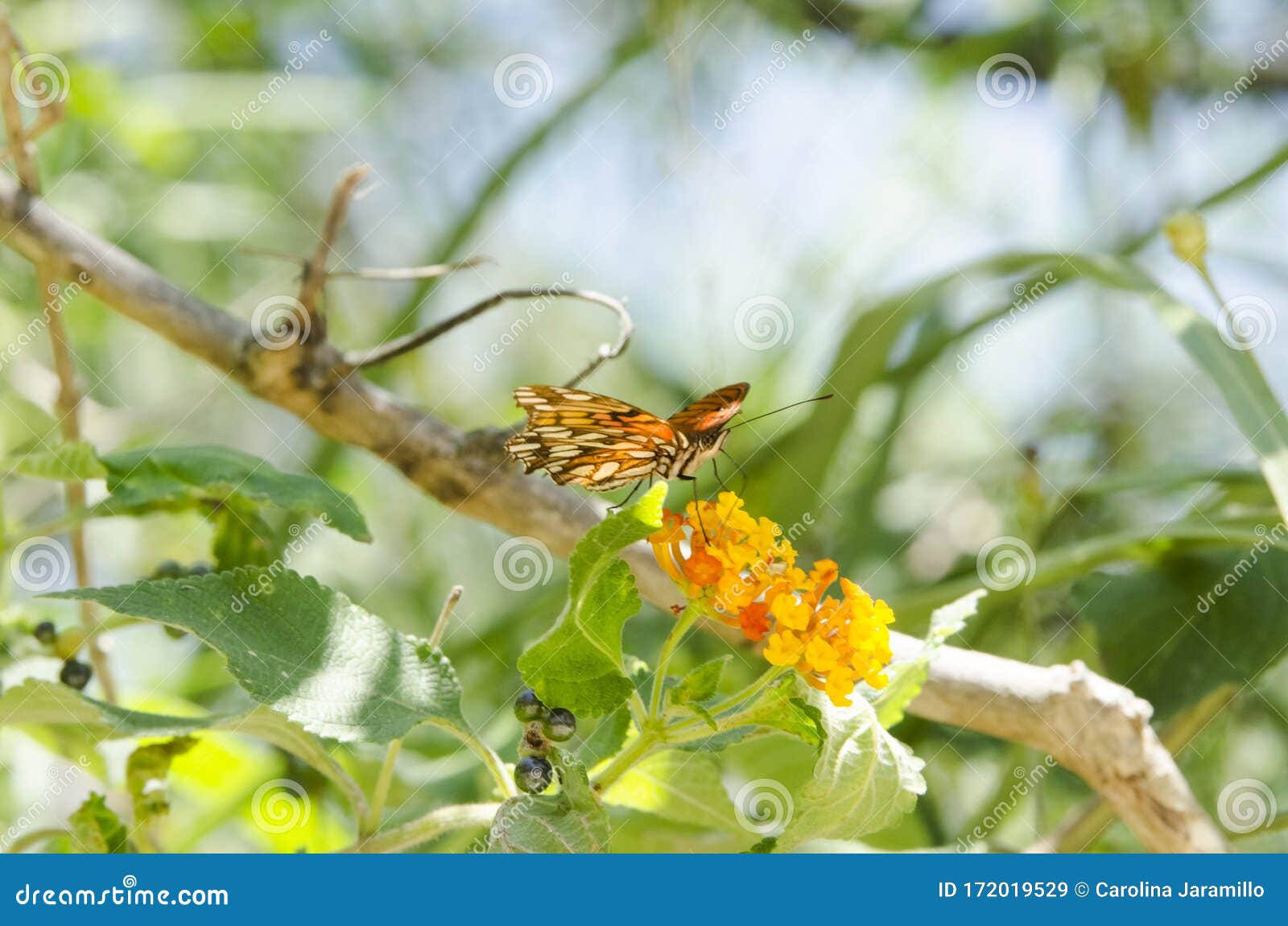 dione moneta butterfly over lantana camara orange yellow flower