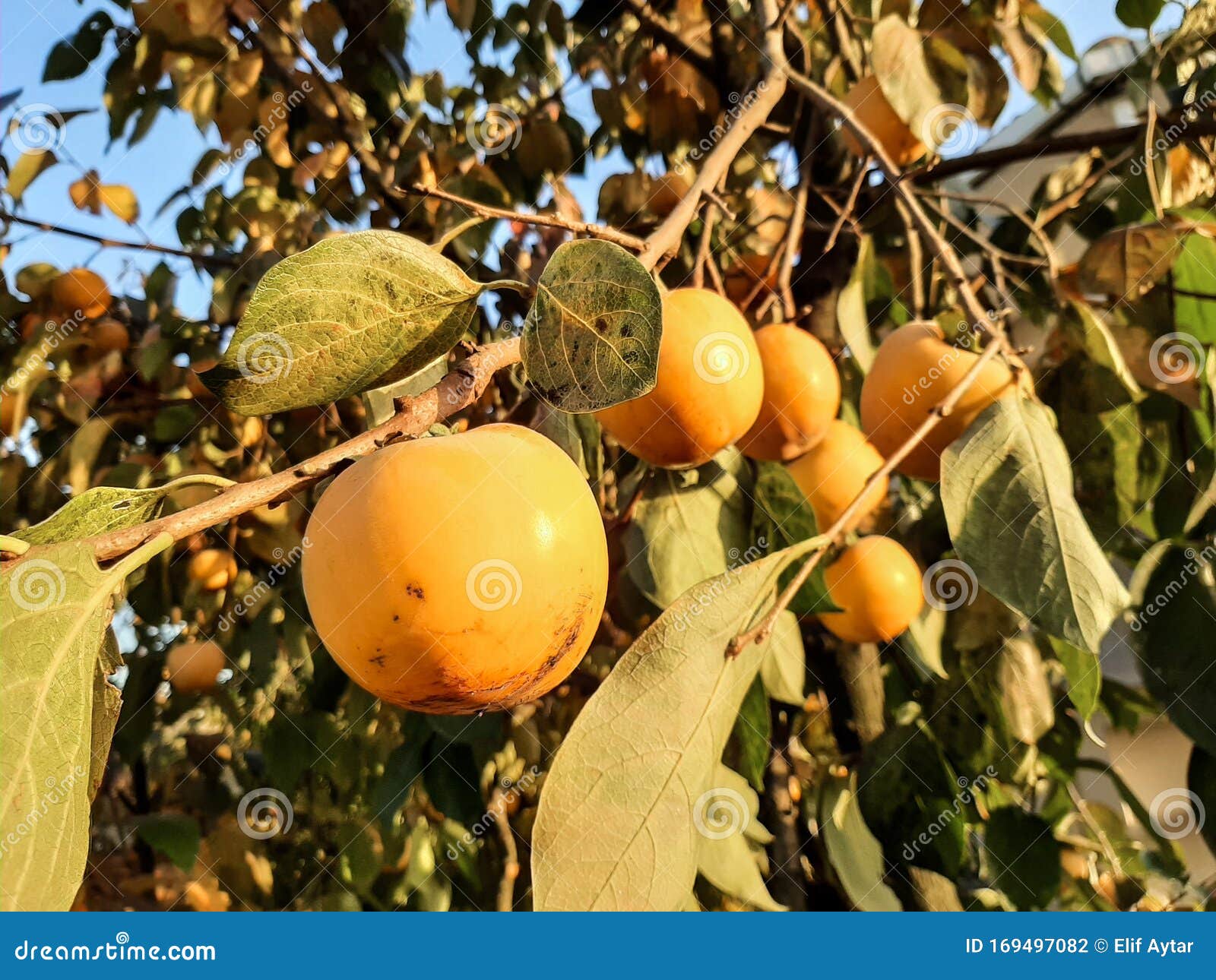 Diospyros Kaki, Oriental Persimmon Tree, Kaki, Persimmon Stock Photo -  Image of autumn, fresh: 169497082