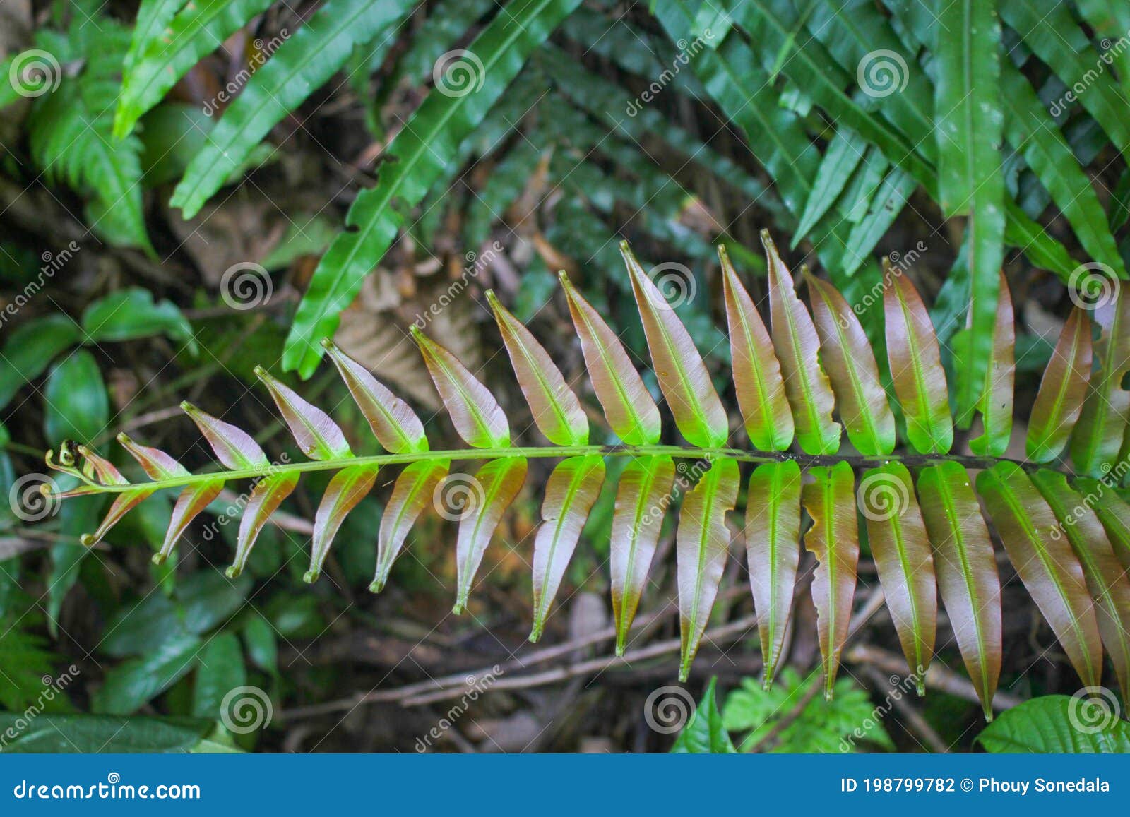 diplazium esculentum leaves athyriaceae asia nature images