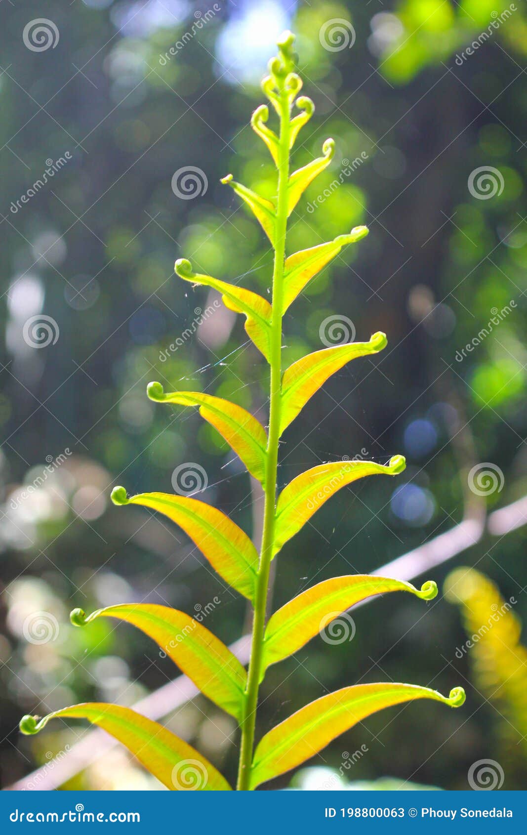 diplazium esculentum leaves athyriaceae asia nature images