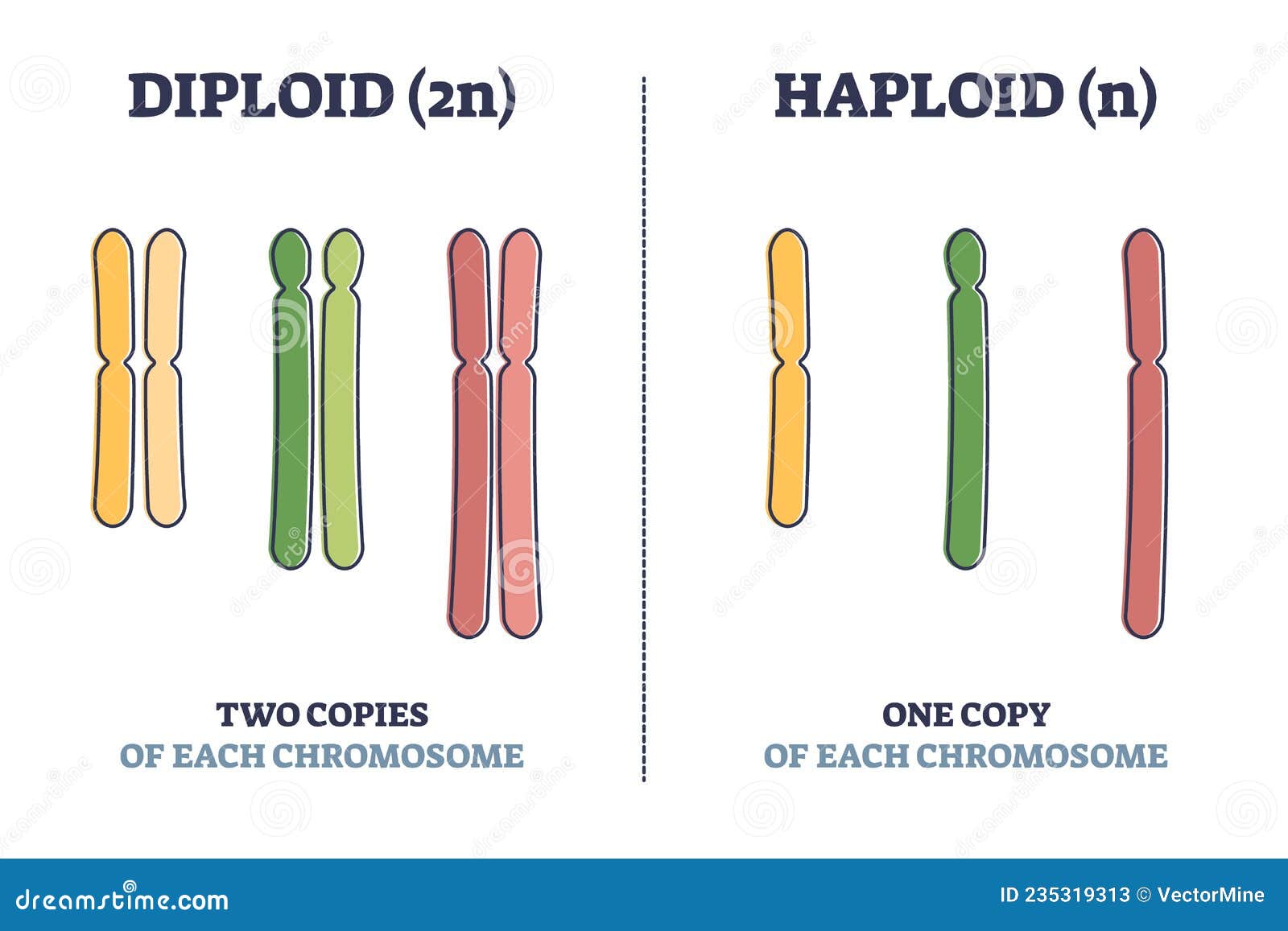 diploid vs haploid as complete chromosome sets comparison outline diagram