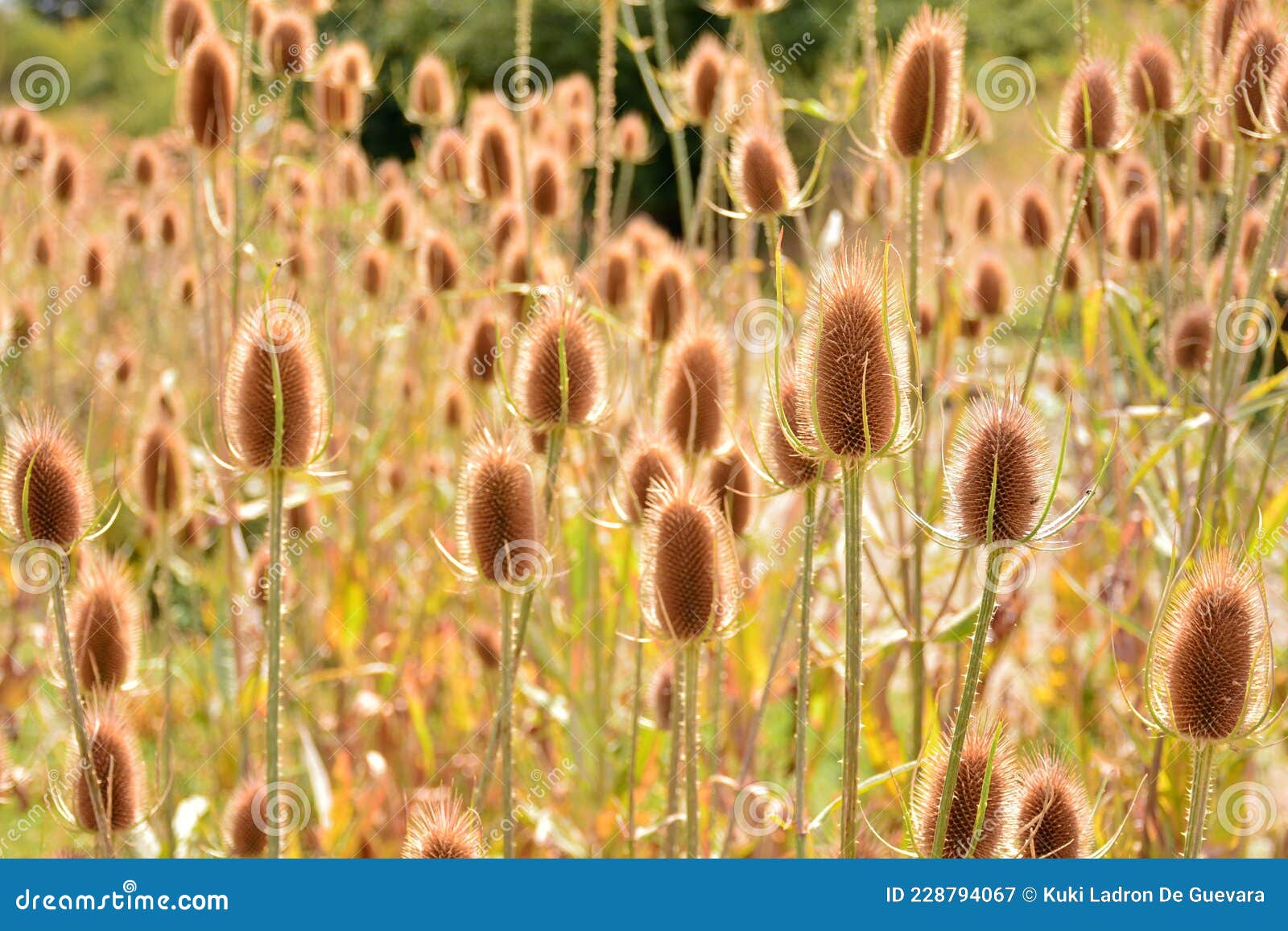 dipsacus fullonum in summer