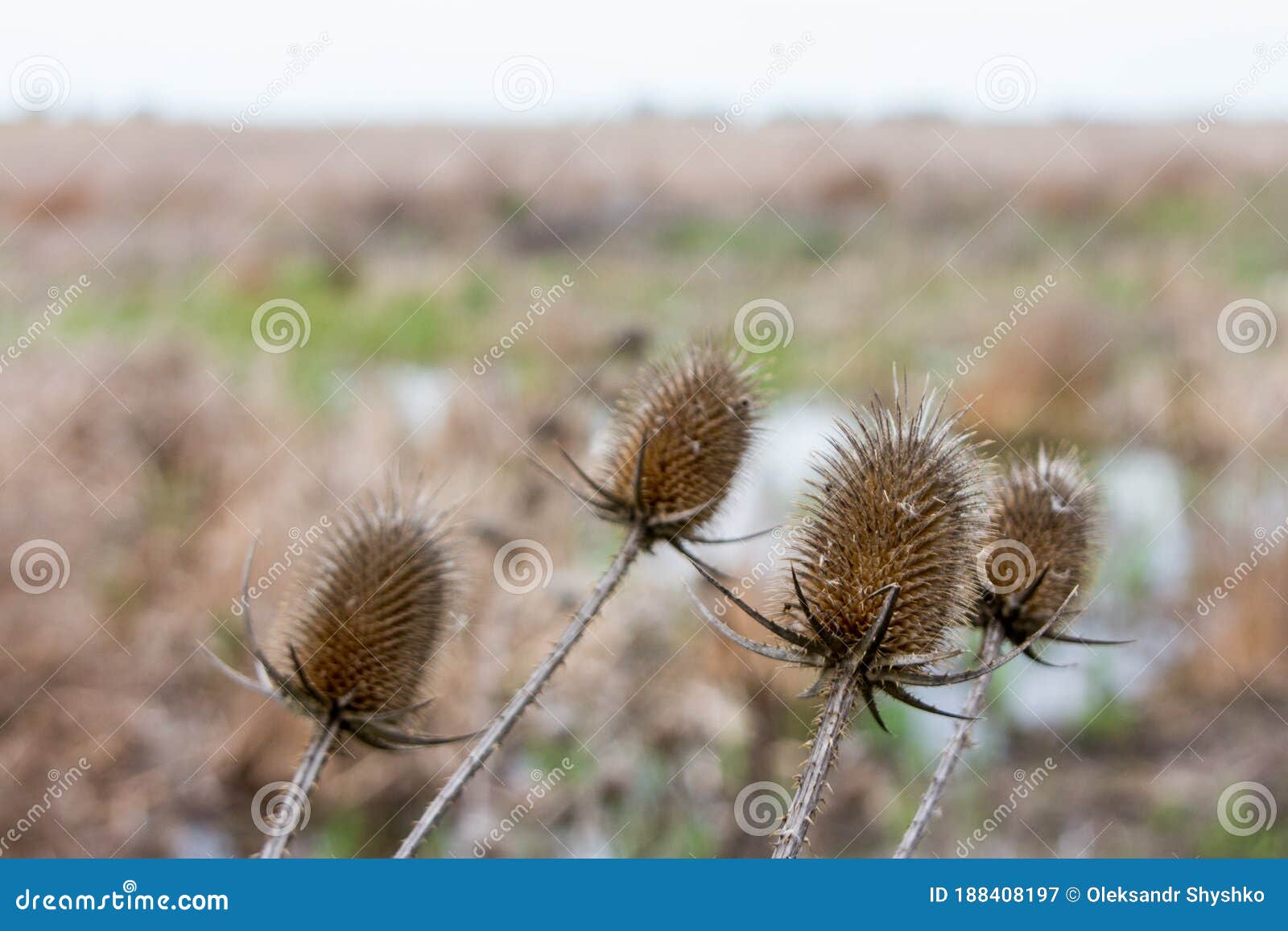 the dipsacus plant is close by on ermak island in the danube biosphere reserve. ukraine