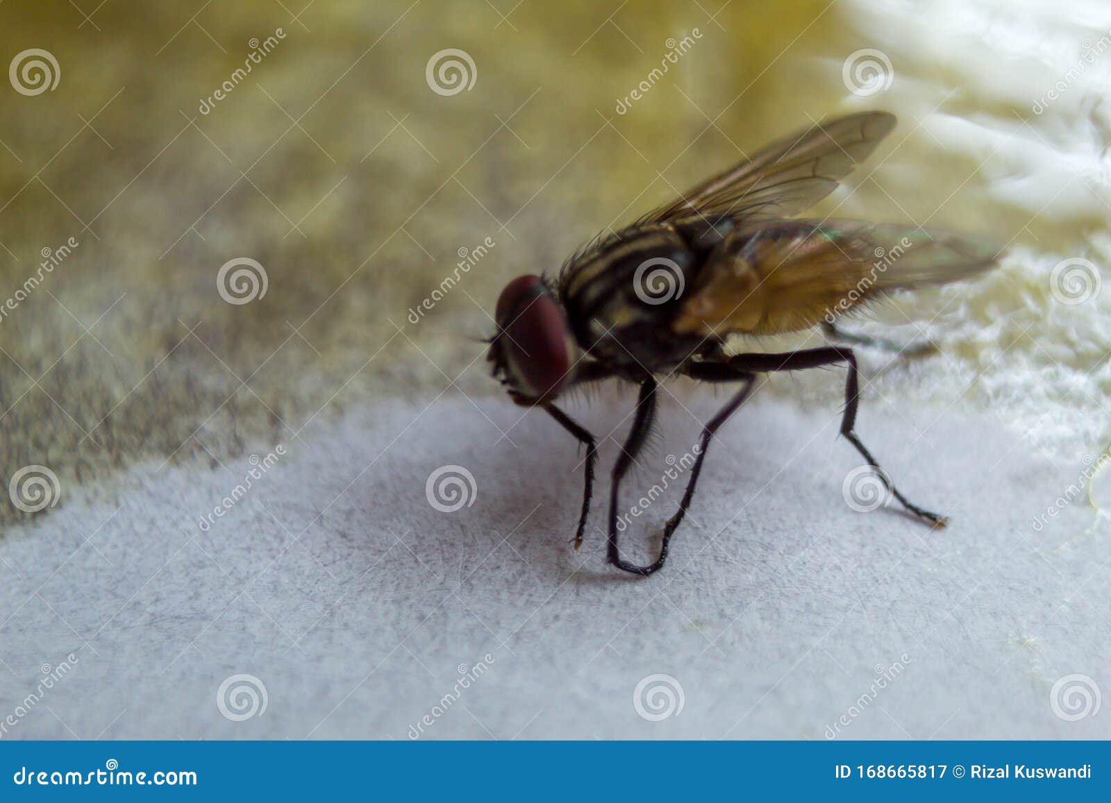 Close Up Of Flies Stuck In The Glue Stock Image Image Of Adhesive Bread Close Up Of Flies Stuck In The Glue Stock Image Image Of Adhesive Bread