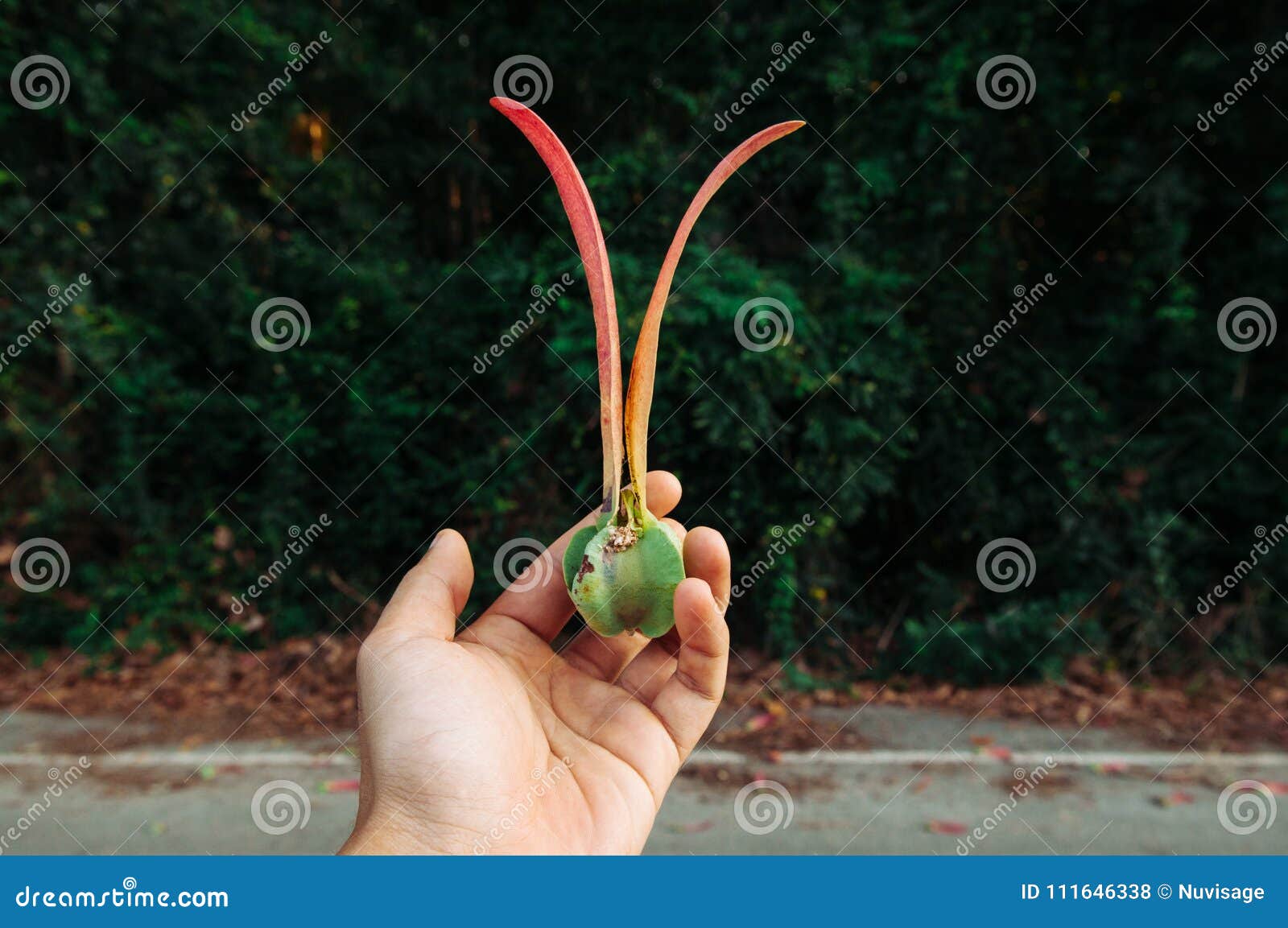dipterocapus alatus flying seed roxb seeds in a man hand