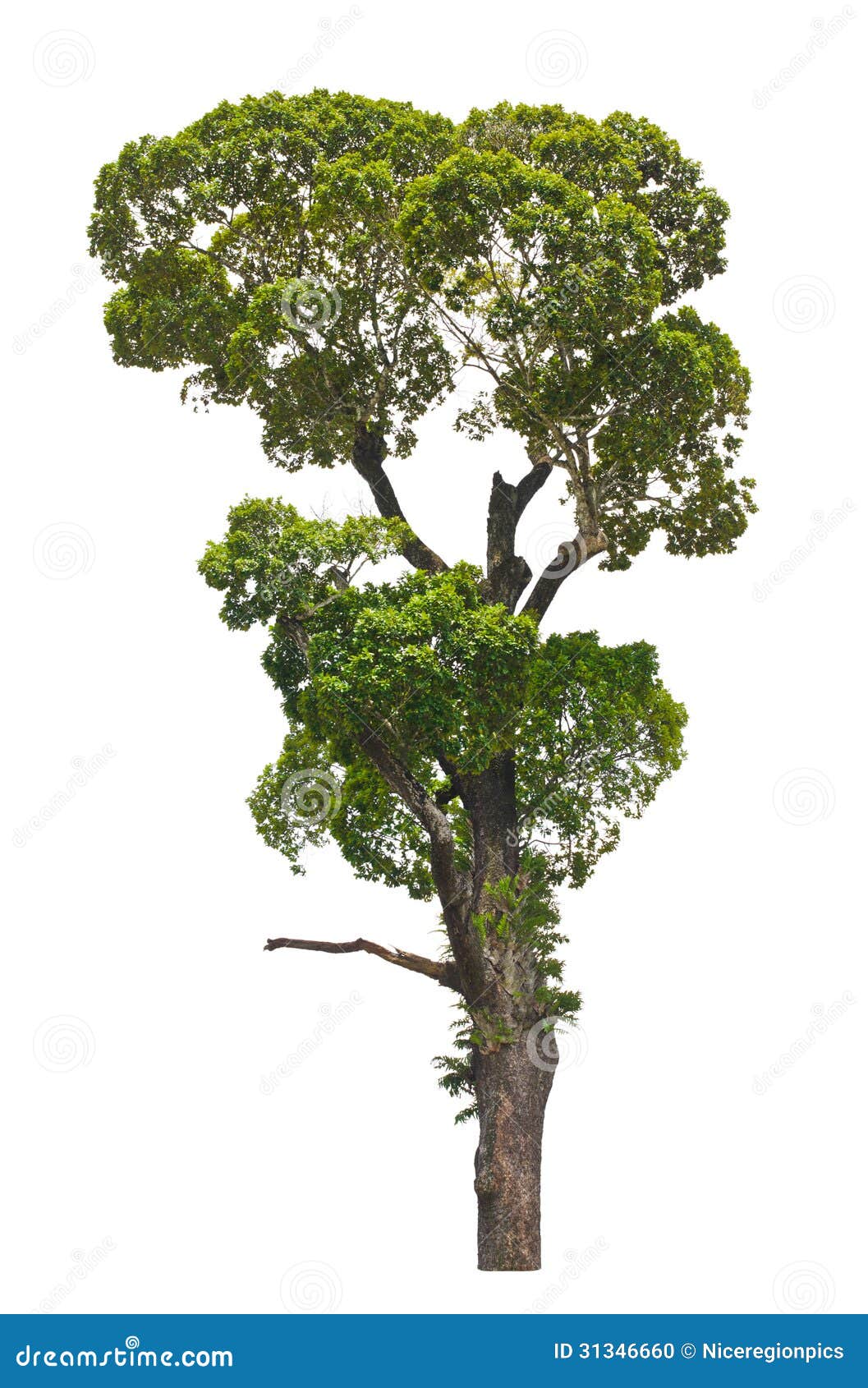 dipterocarpus alatus, tropical tree. stock photo - image