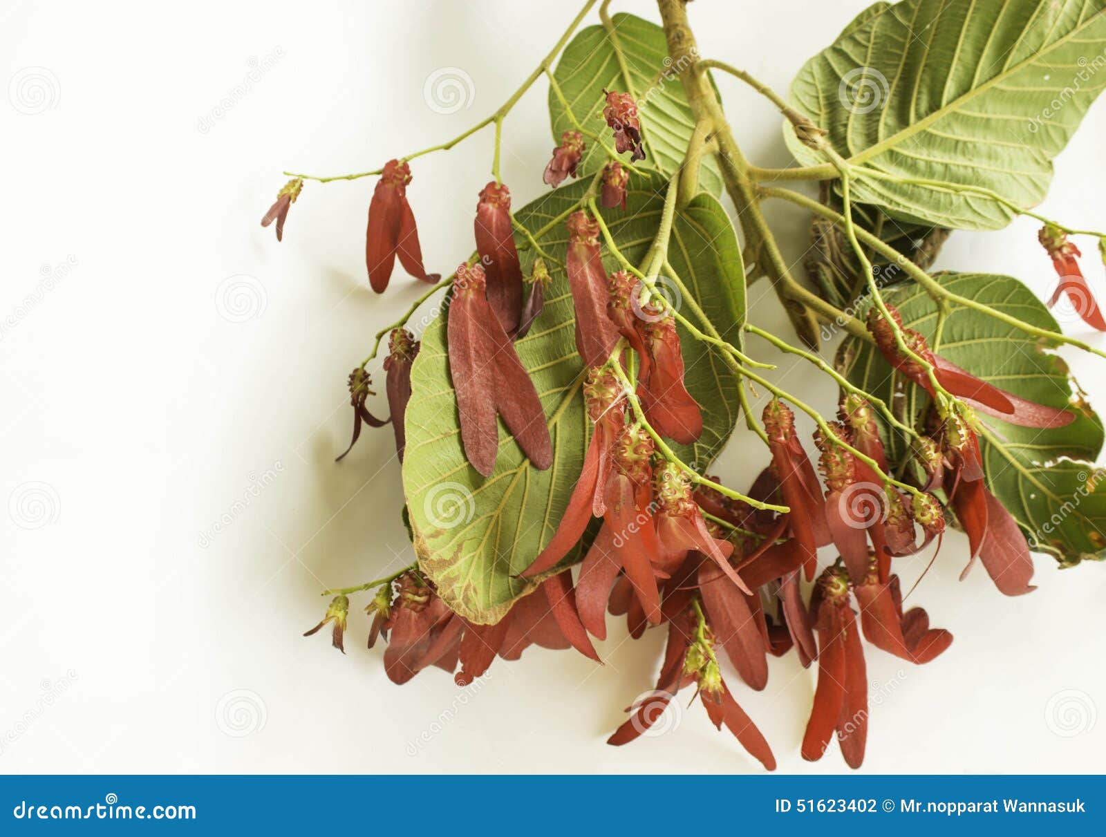 Dipterocarpus Intricatus Red Flowers on a White Background Stock Photo