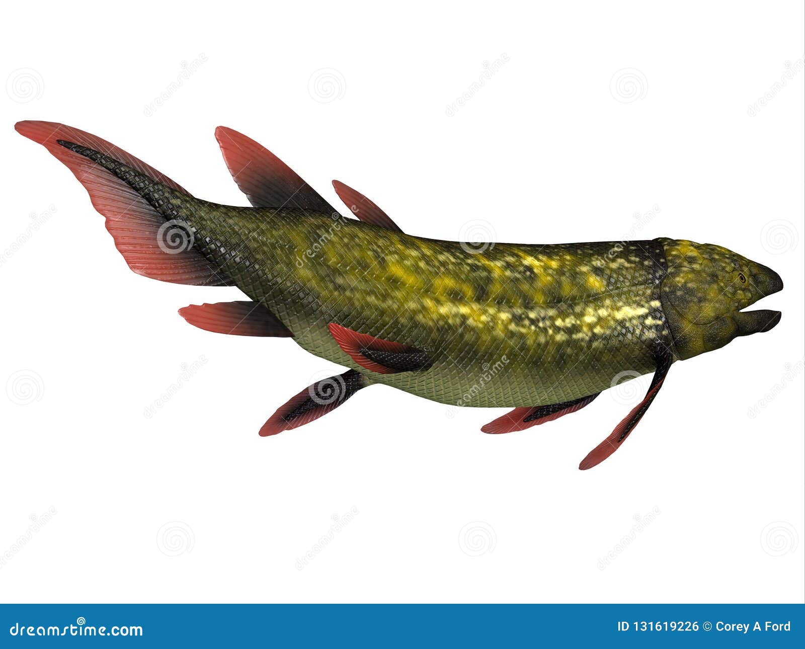 dipterus fish tail