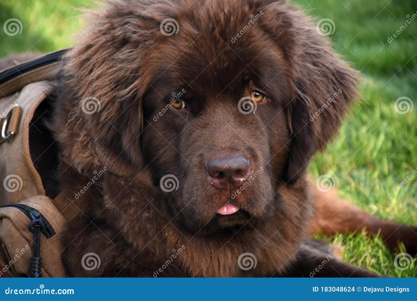 newfoundland dog backpack