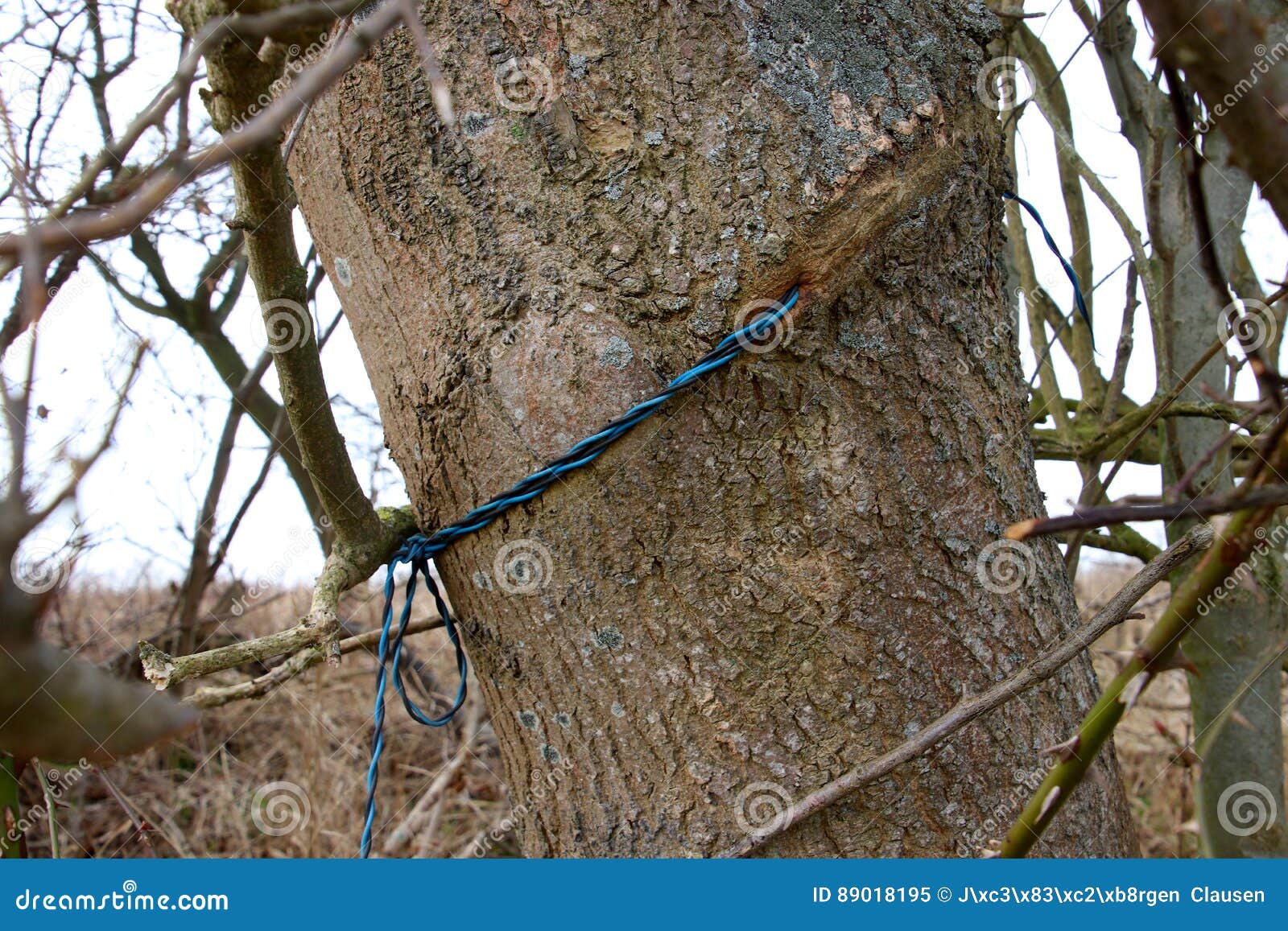 Direct Telephone Line To the Tree Stock Image Image of shade, brown