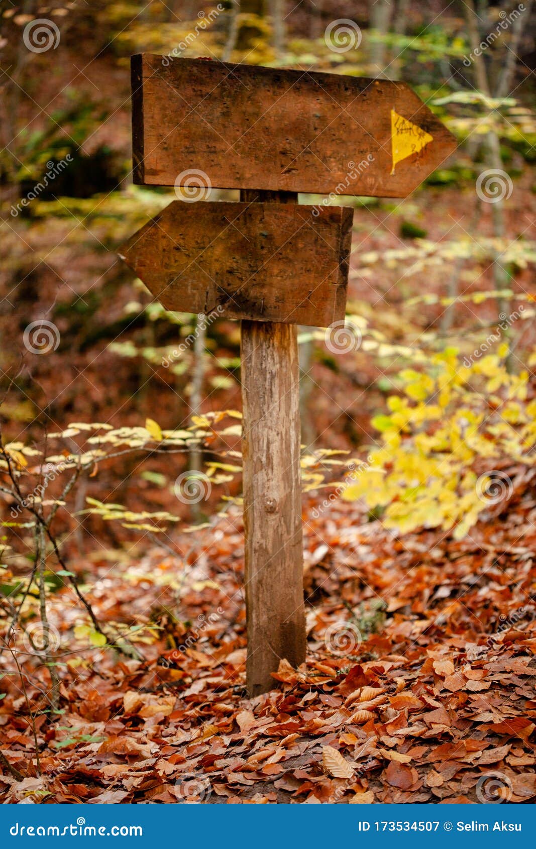 direction signs in the forest.