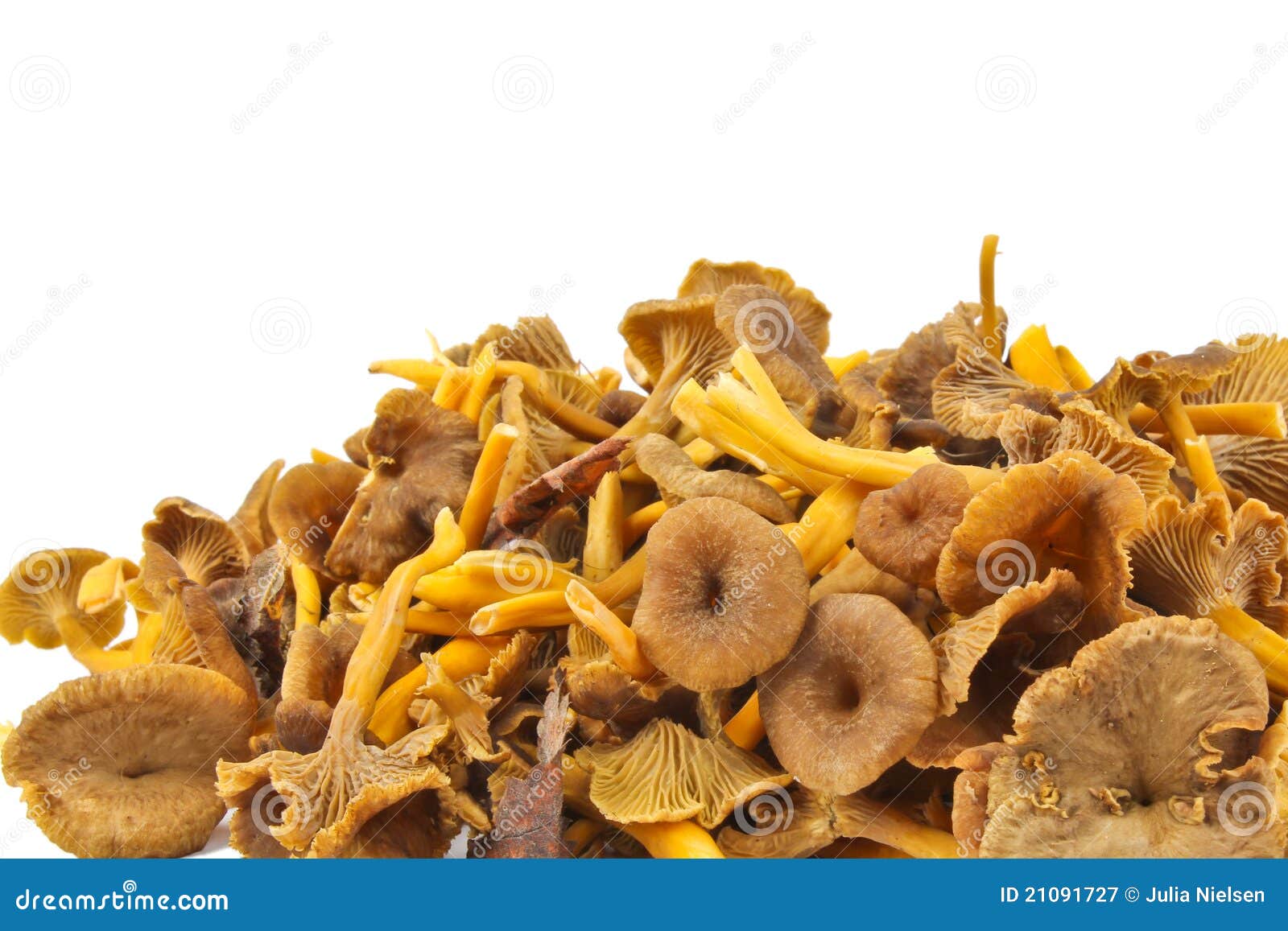 Dirigez la chanterelle image stock. Image du repas, accroissement