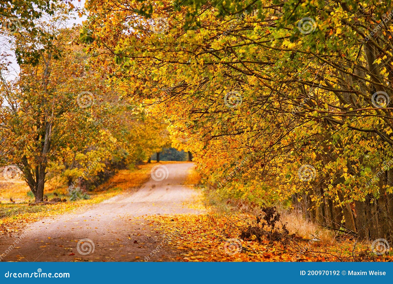 Dirt Country Sand Road Lane With Trees In Autumn Beautiful Nature