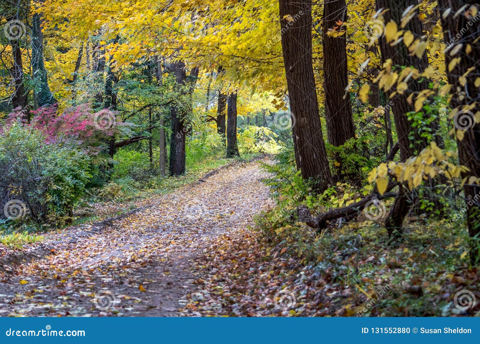 A Dirt Path Covered Din Leaves Takes One into a Beautiful Colorful ...