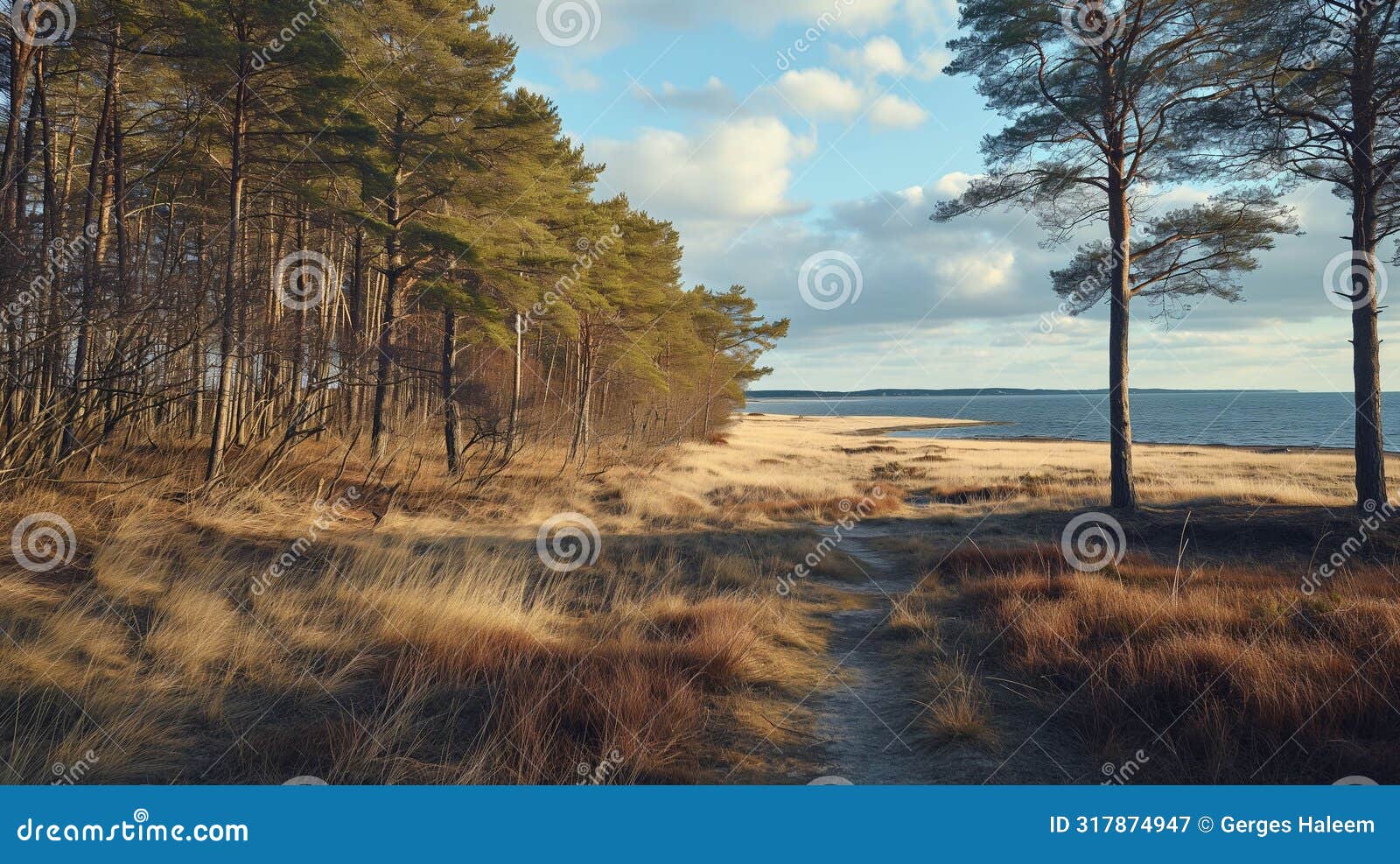 dirt path cutting through forest