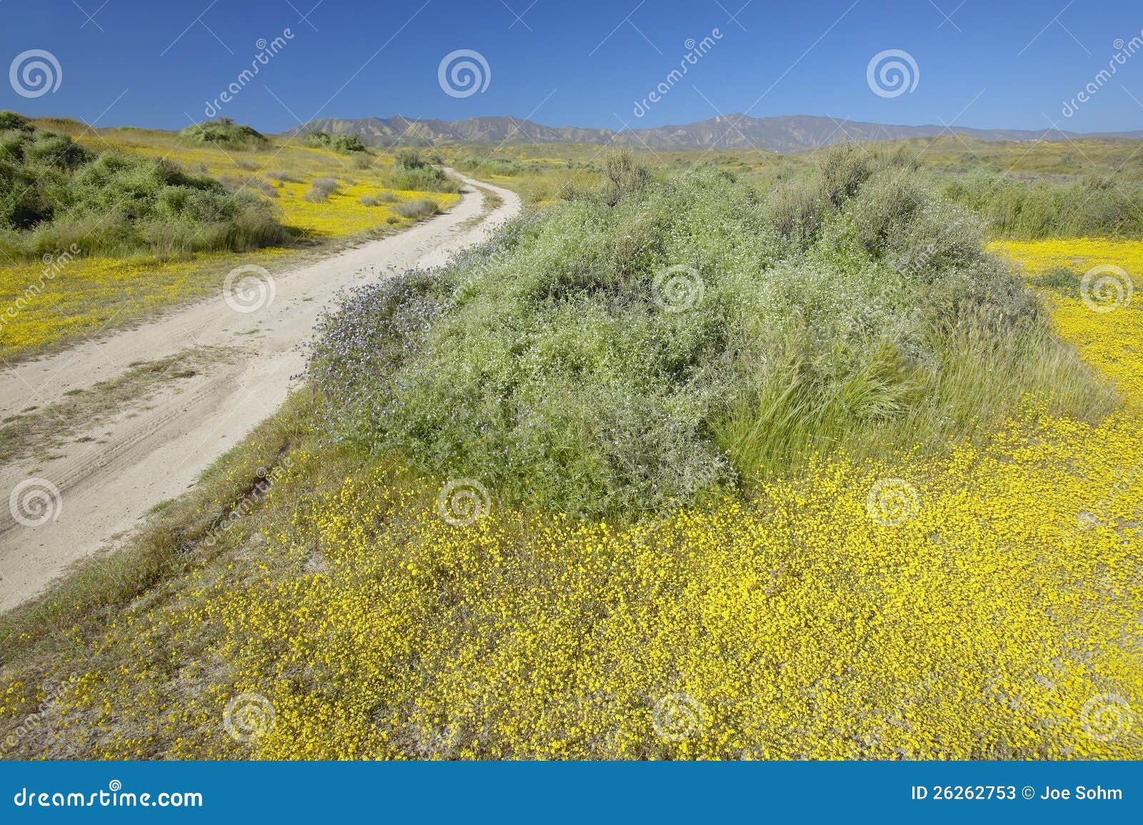Dirt Road through the Bright Spring Flowers Stock Image Image of