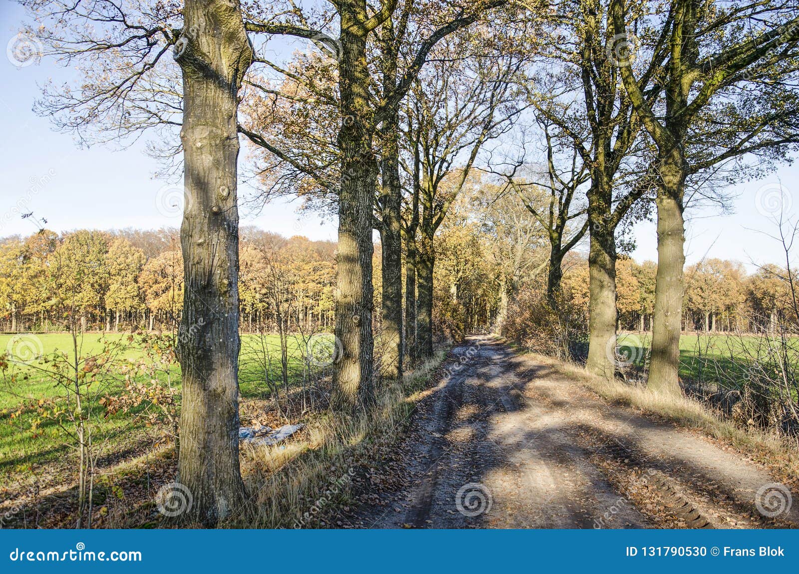 dirt road through fields and forests