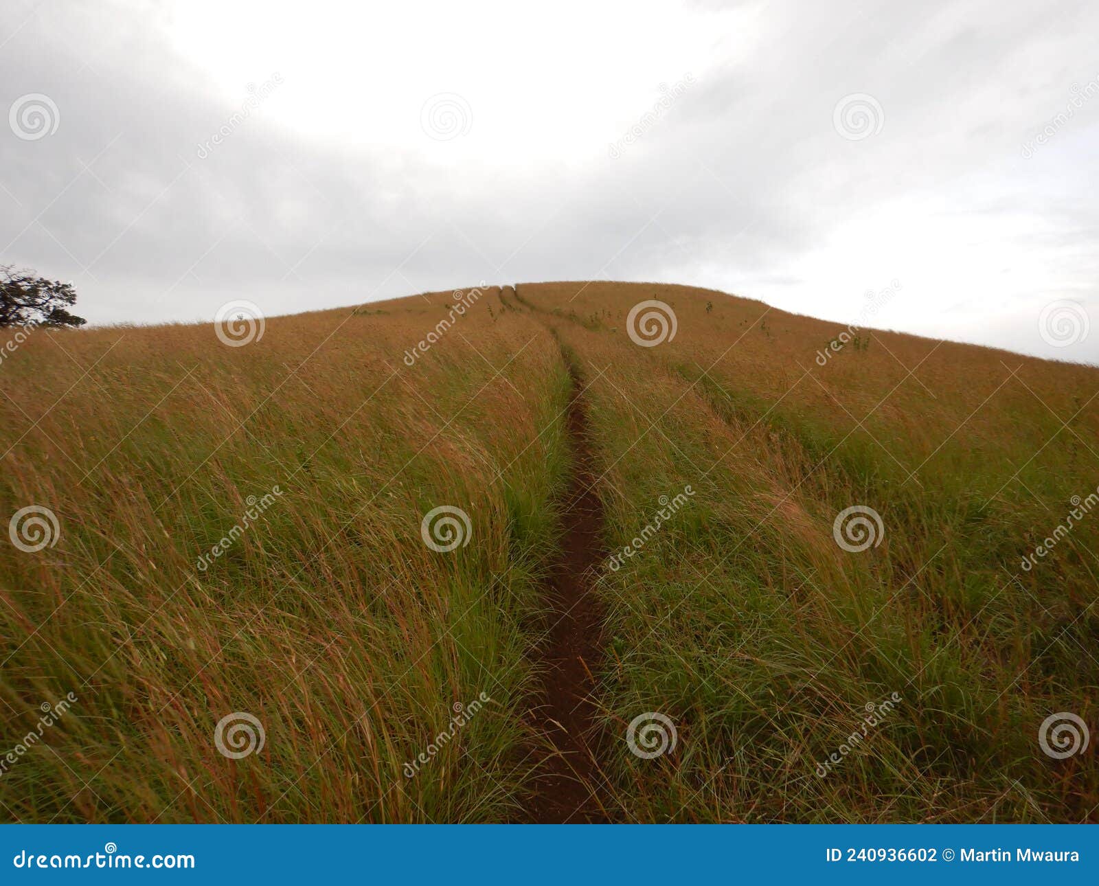 tire tracks on the savannah grassland landscapes of chyulu hills, kenya