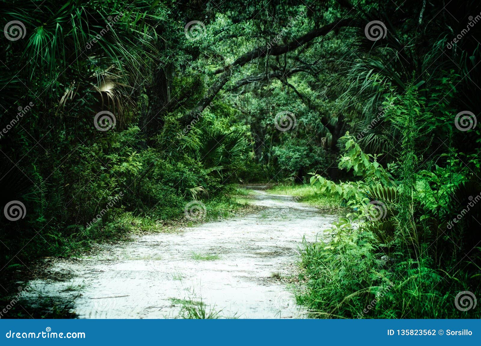 dirt road leading into subtropical wilderness