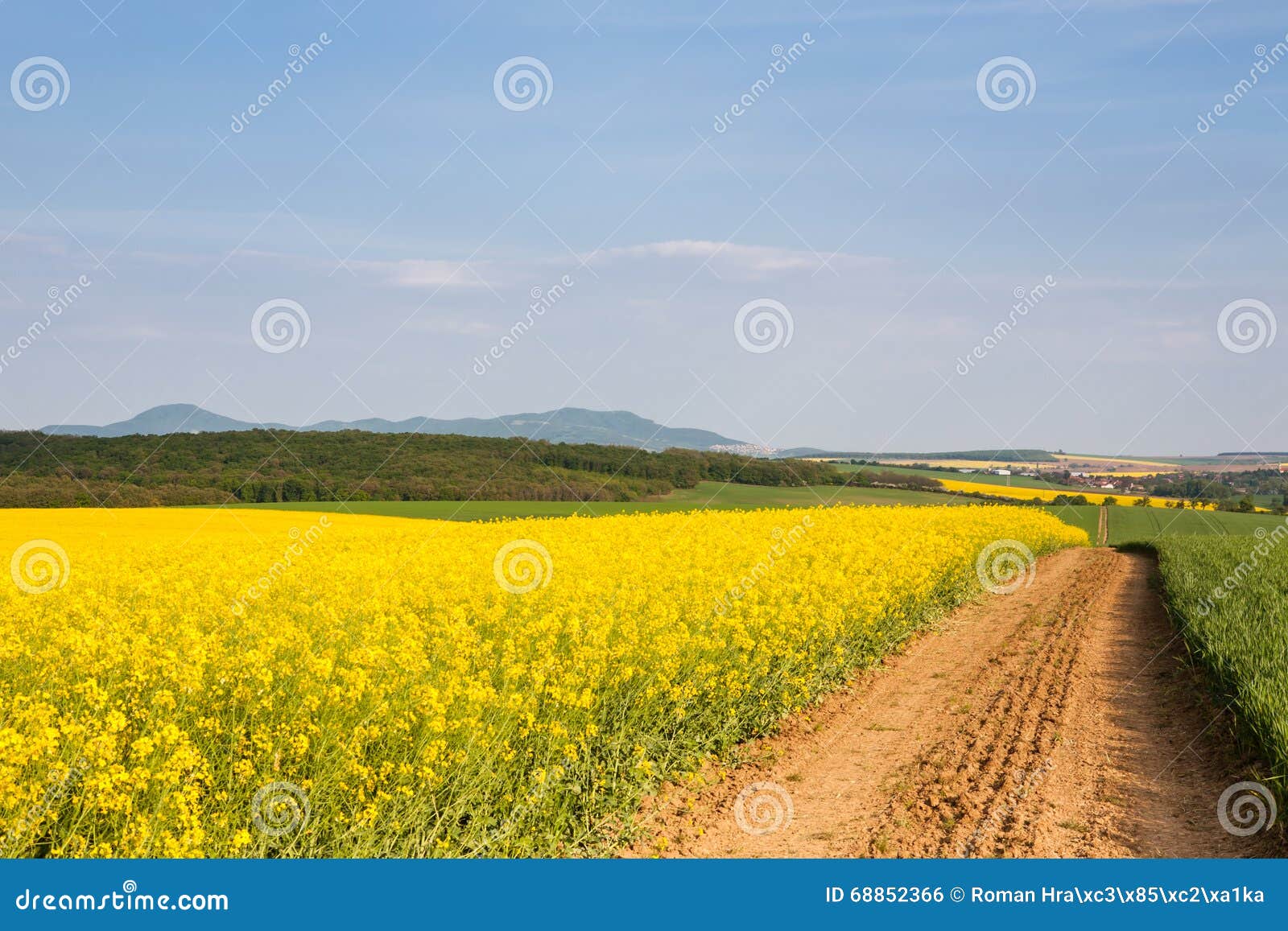 Dirt Road Passing Through Rapeseed Field Stock Photo Dirt Road Passing Through Rapeseed Field Stock Photo