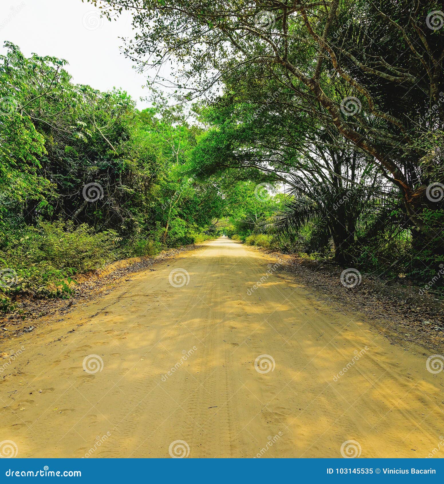 dirt road surrounded by the forest known as estrada parque do pa