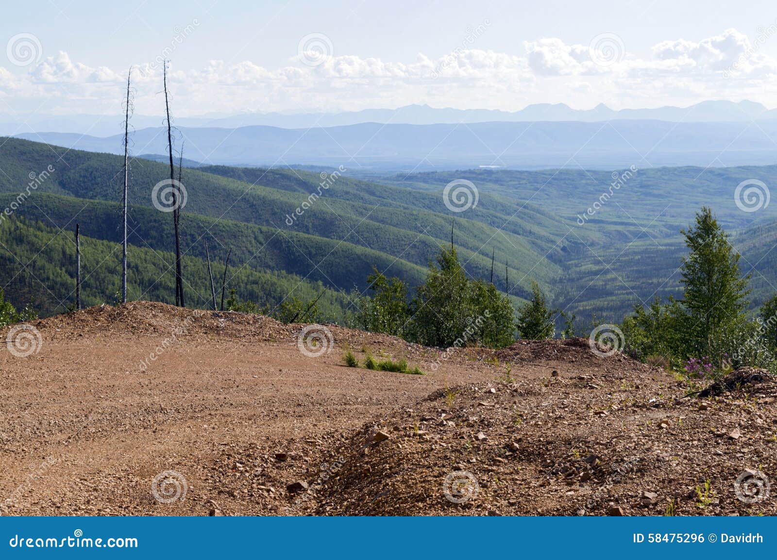 Dirt Road in Tanana Valley State Forest, Alaska Stock Photo Image of