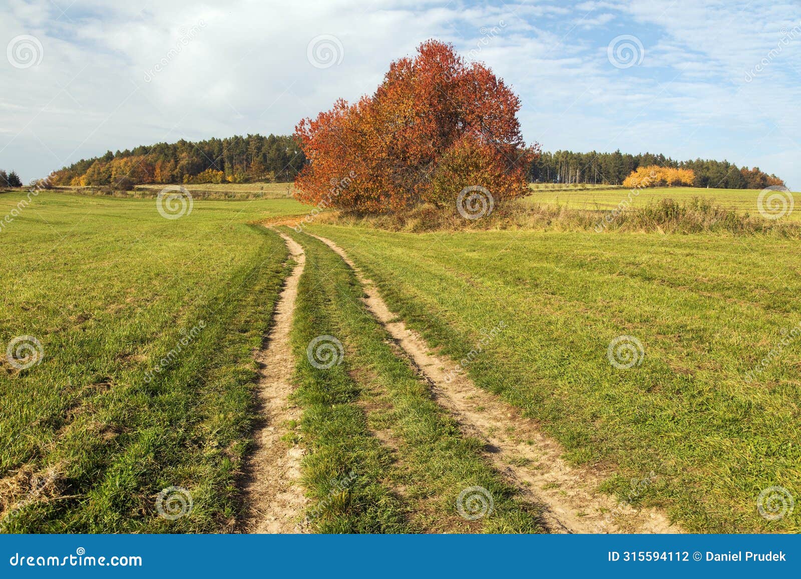 dirt road and utumnal red colored cherry tree