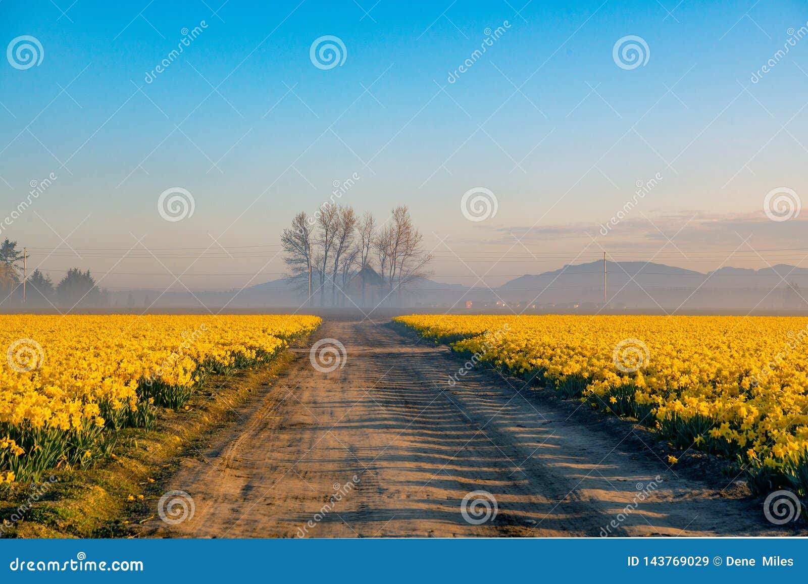 dirt roads and daffodil fields