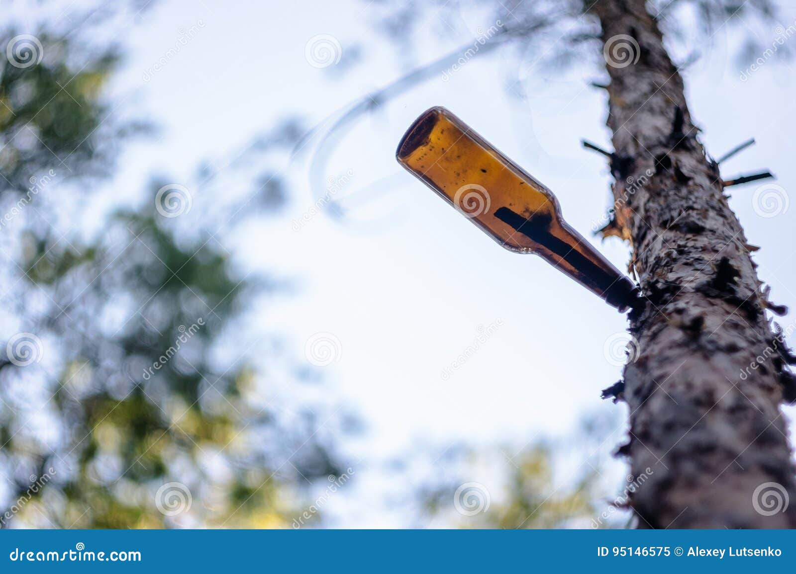 Dirty Beer Bottle Hanging on a Tree Branch Stock Image Image of background, light 95146575