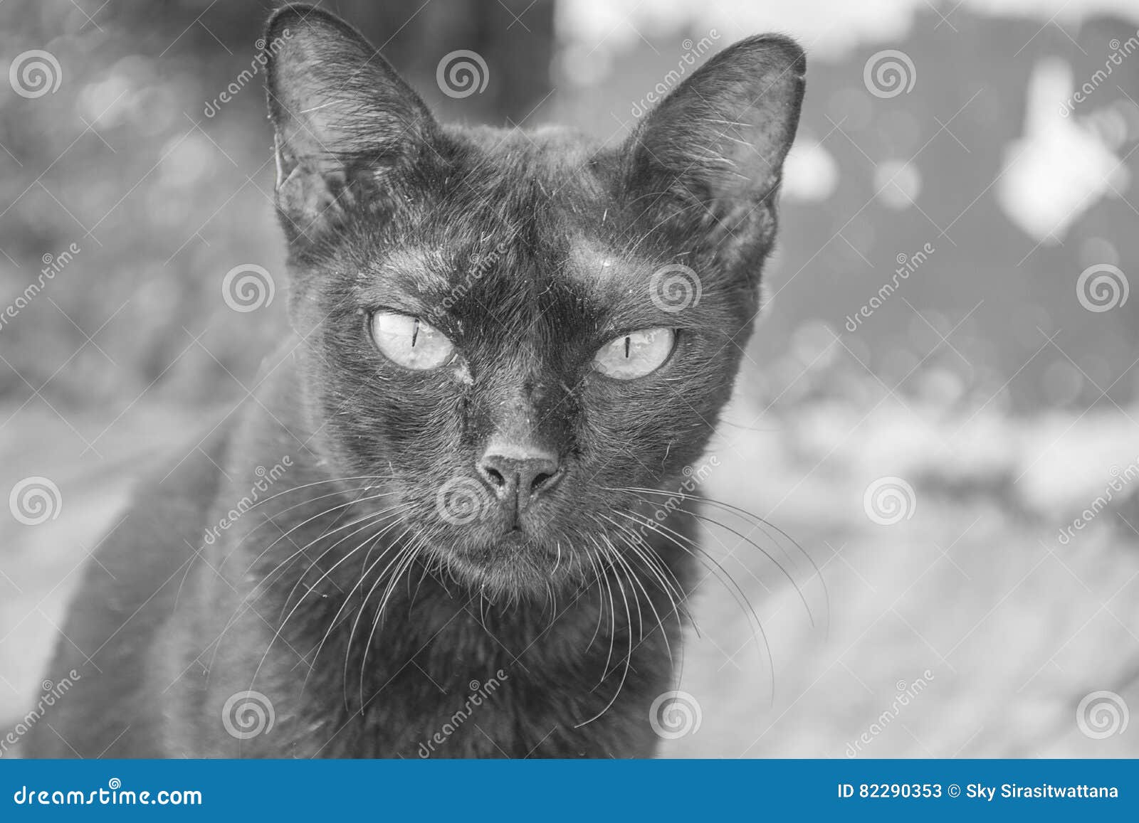 Dirty black cat animals stock image. Image of blood, body 82290353