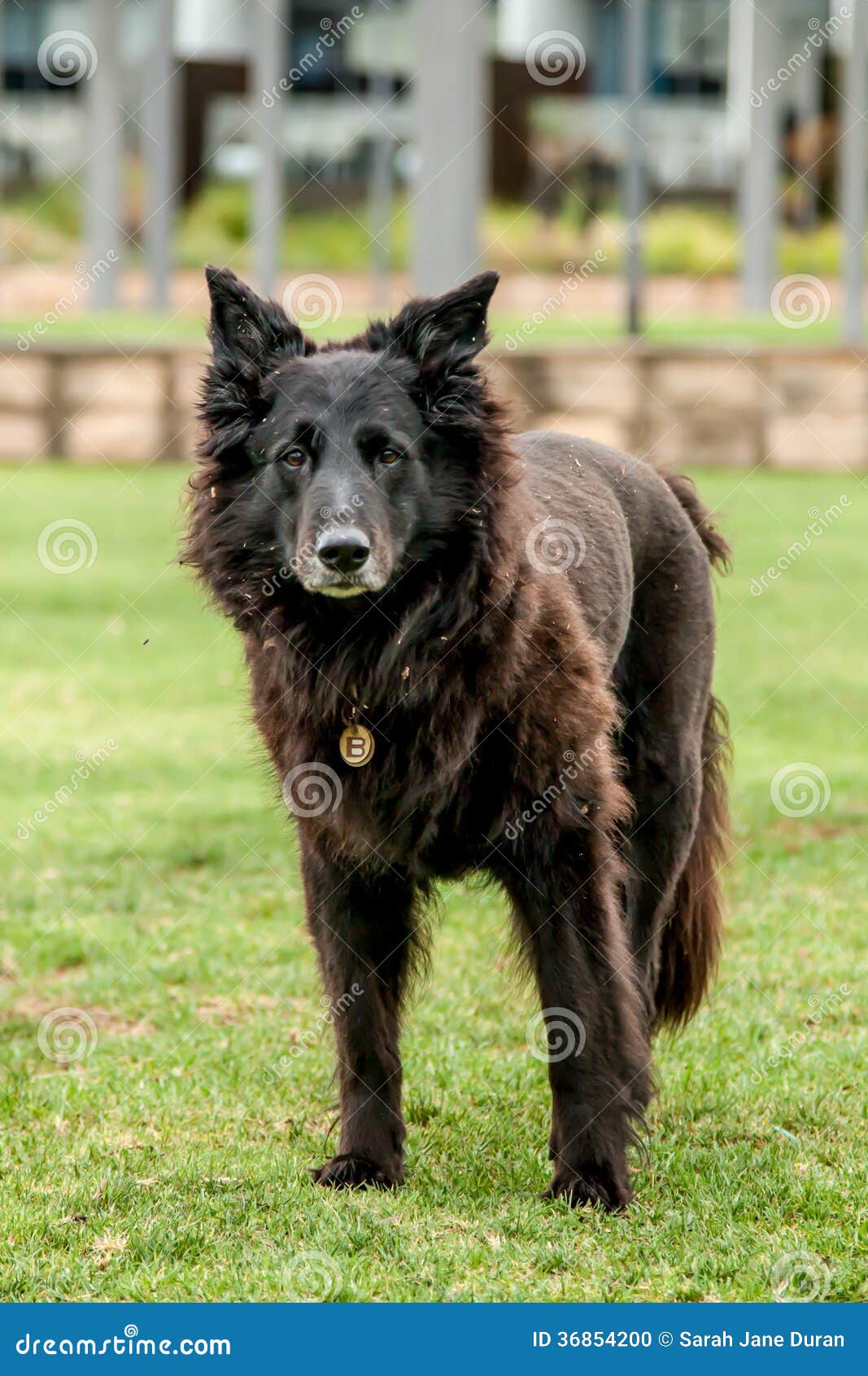 Dirty Black Older Dog Standing In A Park Stock Photo ...