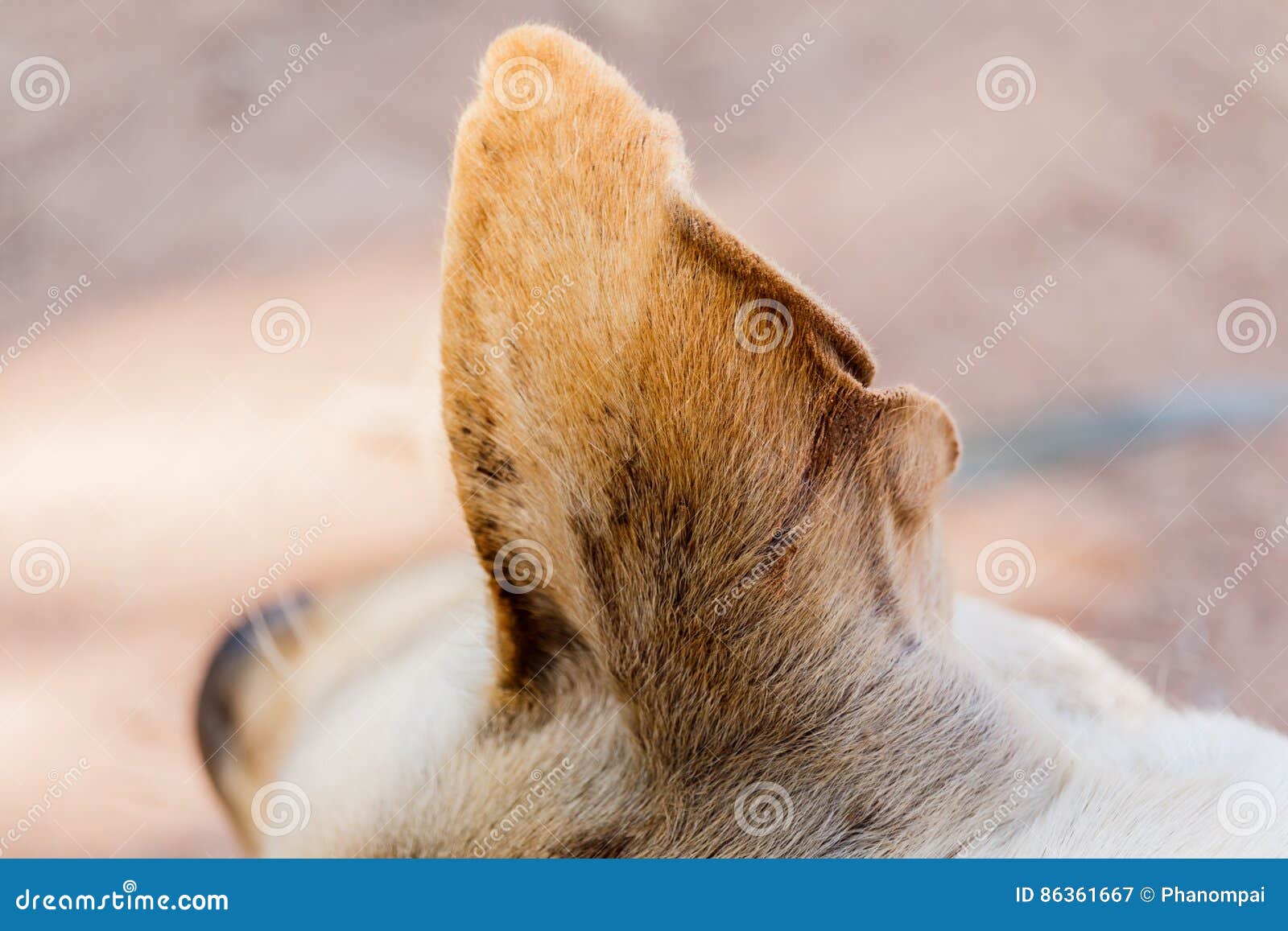 Dirty Brown Dog Ears in the Park. Stock Image Image of brown