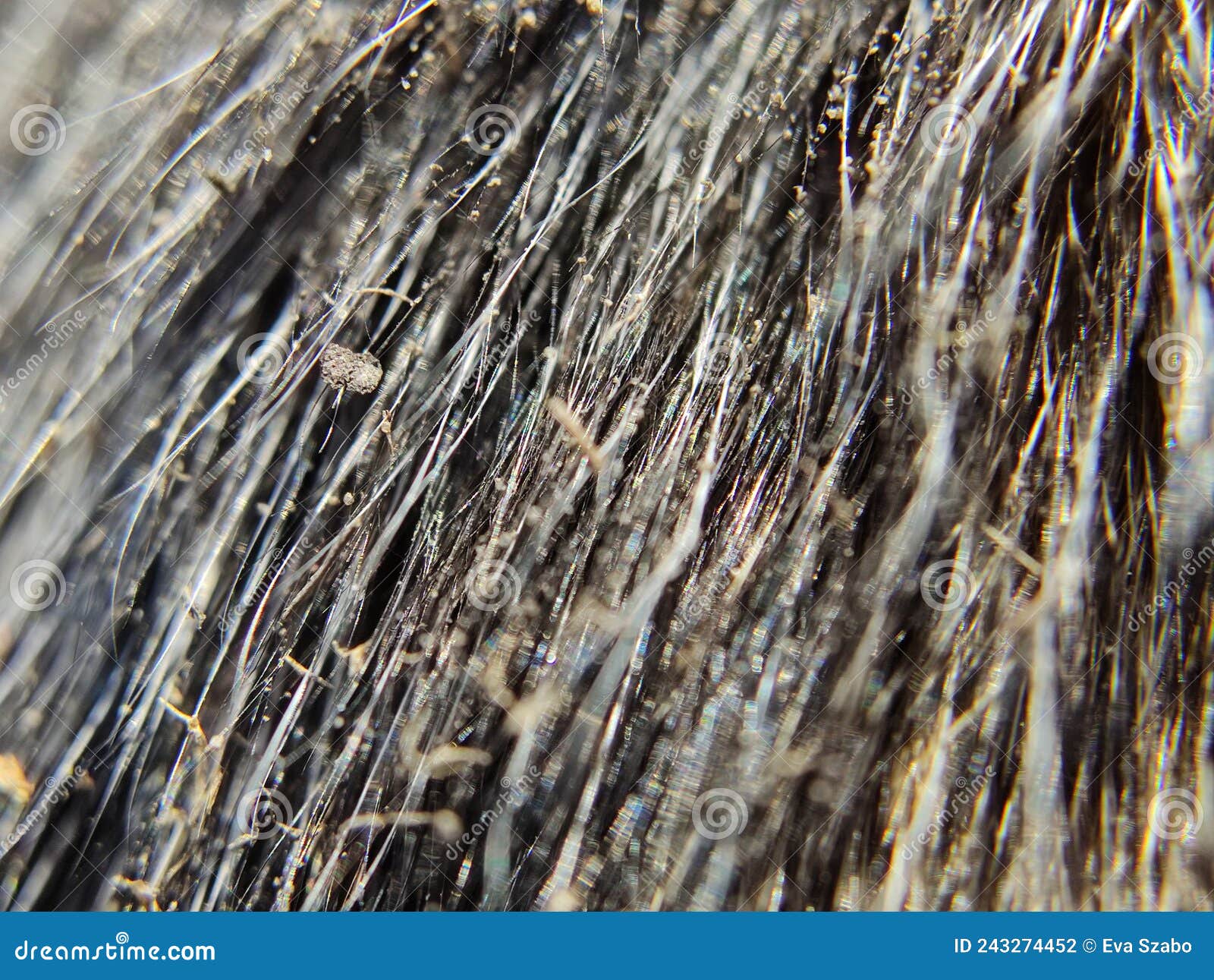 Dirty cats fur stock photo. Image of cats, rock, branch 243274452