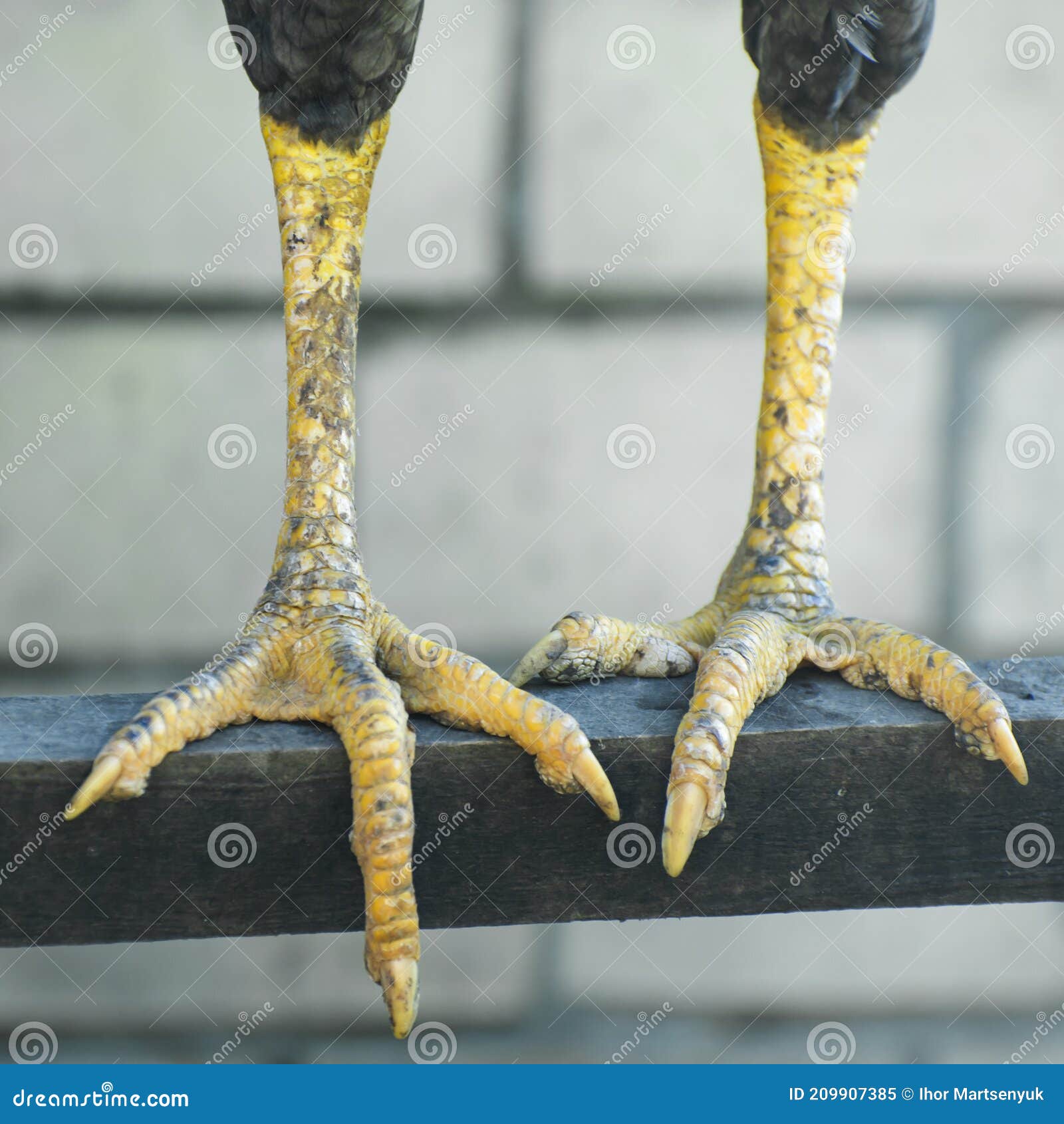 Dirty Chicken Feet. Bird Legs Close Up Stock Image Image of wild
